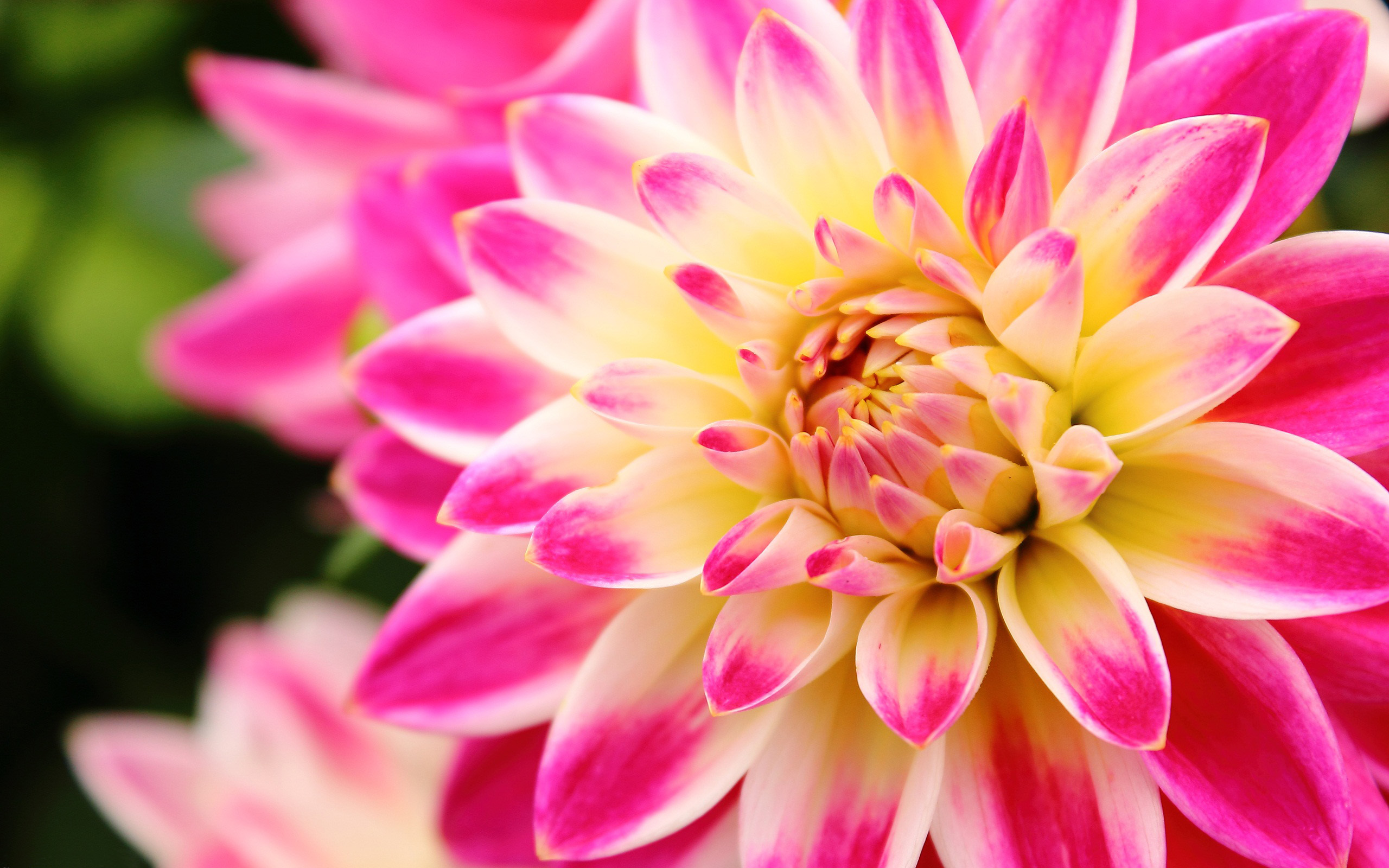 Colourful Dahlia Flower Hd , HD Wallpaper & Backgrounds