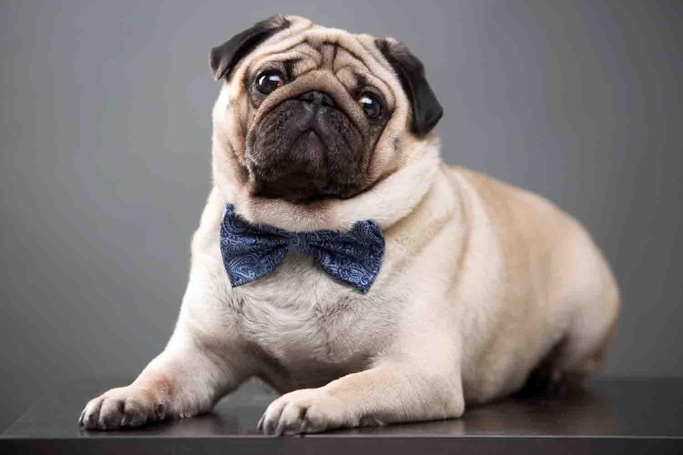 Funny Pug Dog Pictures Hd Wallpapers - Pug Wallpaper Hd , HD Wallpaper & Backgrounds