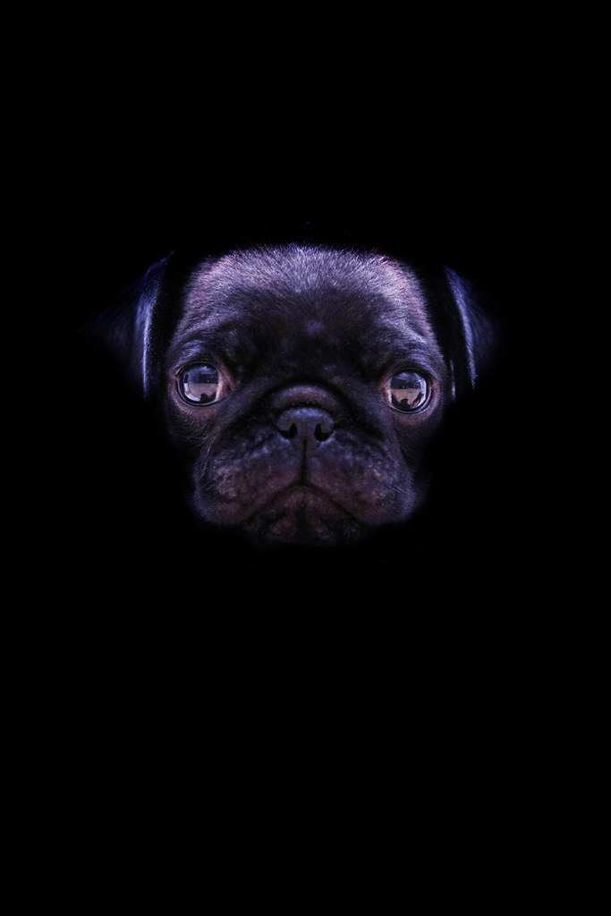 Black Pug Wallpaper - Pug With Black Background , HD Wallpaper & Backgrounds