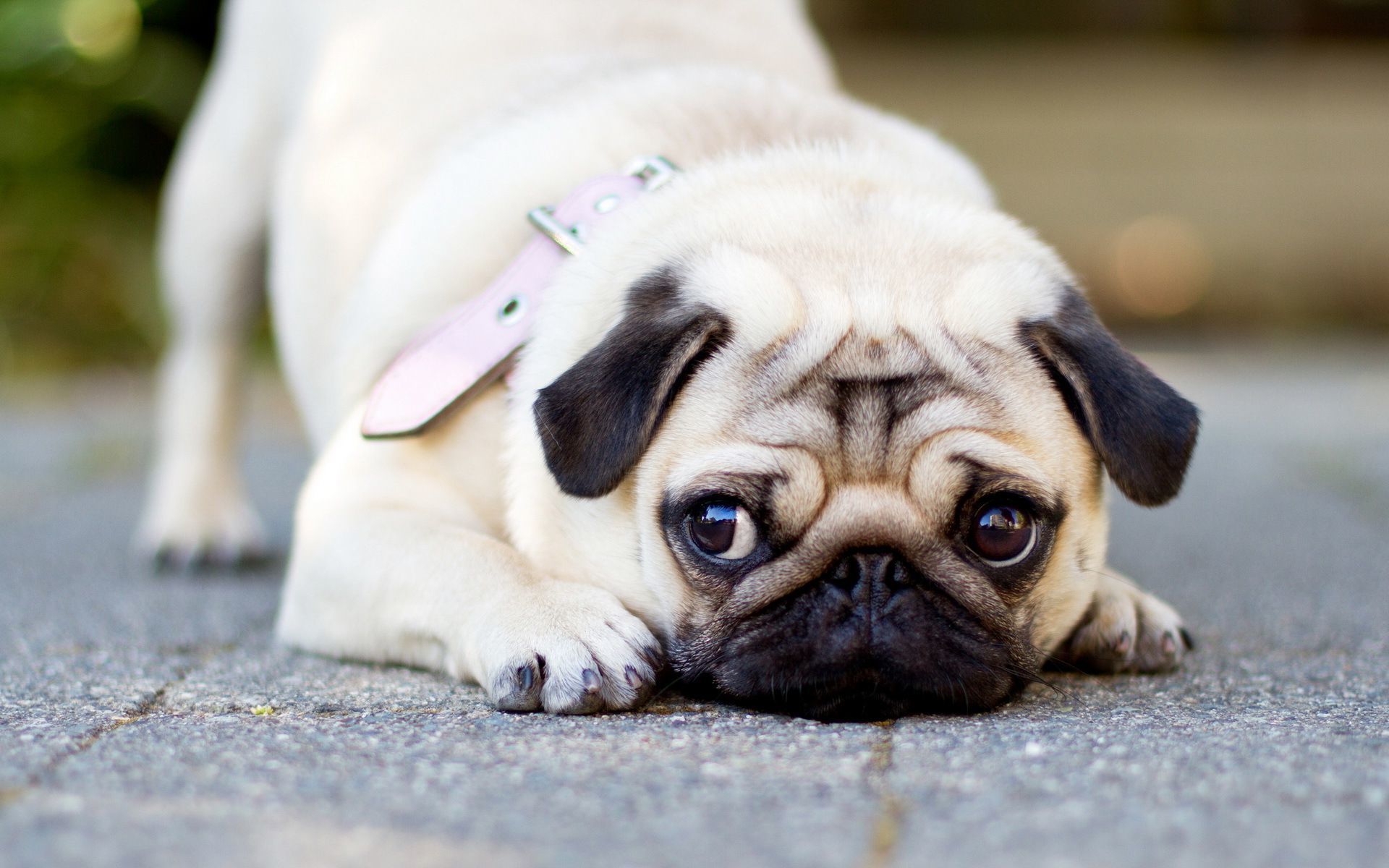 Pug Wallpaper - Vodafone Dog Wallpaper Hd , HD Wallpaper & Backgrounds