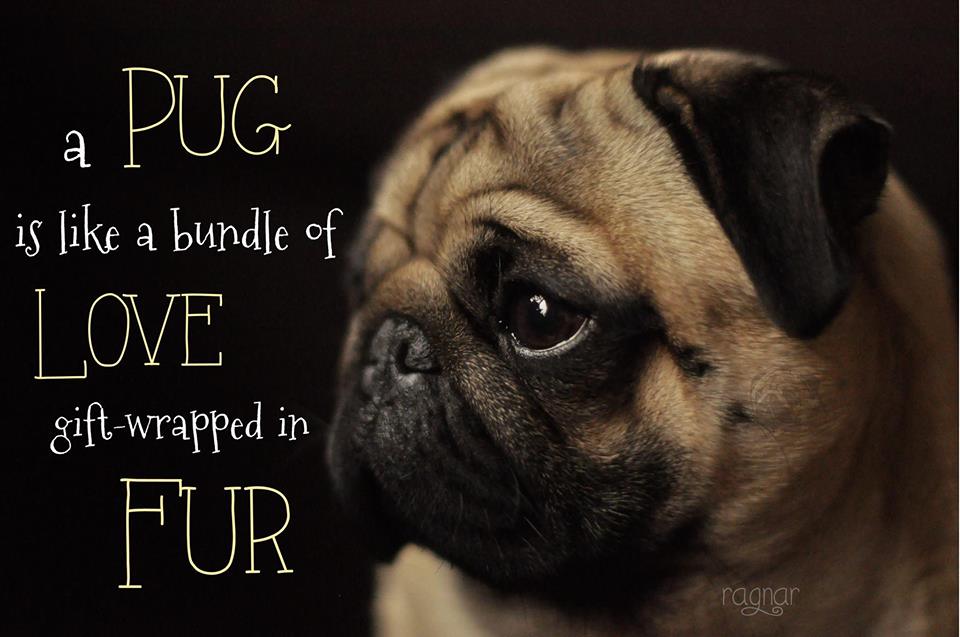 Cute Pug Wallpapers , HD Wallpaper & Backgrounds