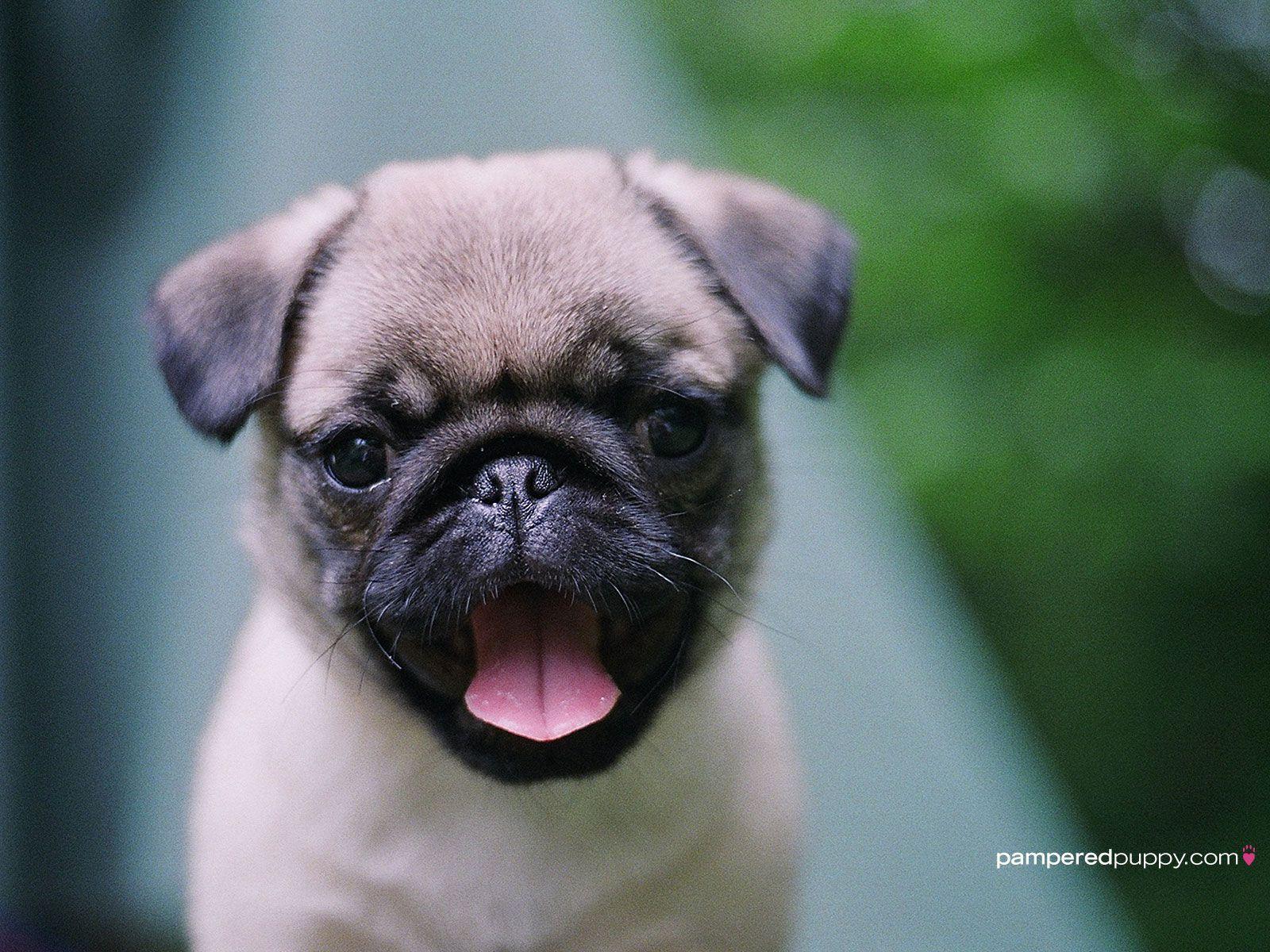 Pug Puppy Wallpapers - Pug Puppy , HD Wallpaper & Backgrounds