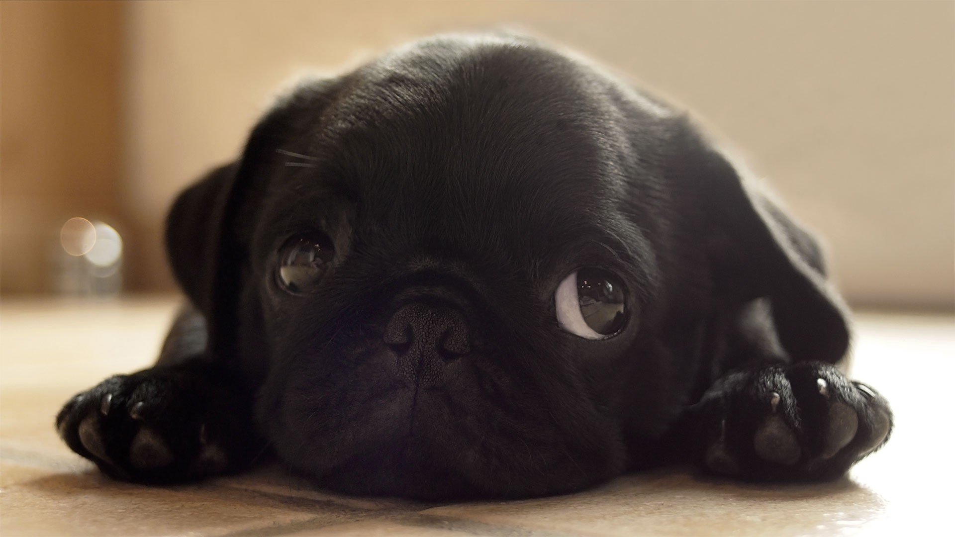 Pug Wallpaper - Black Pug Wallpaper Desktop , HD Wallpaper & Backgrounds