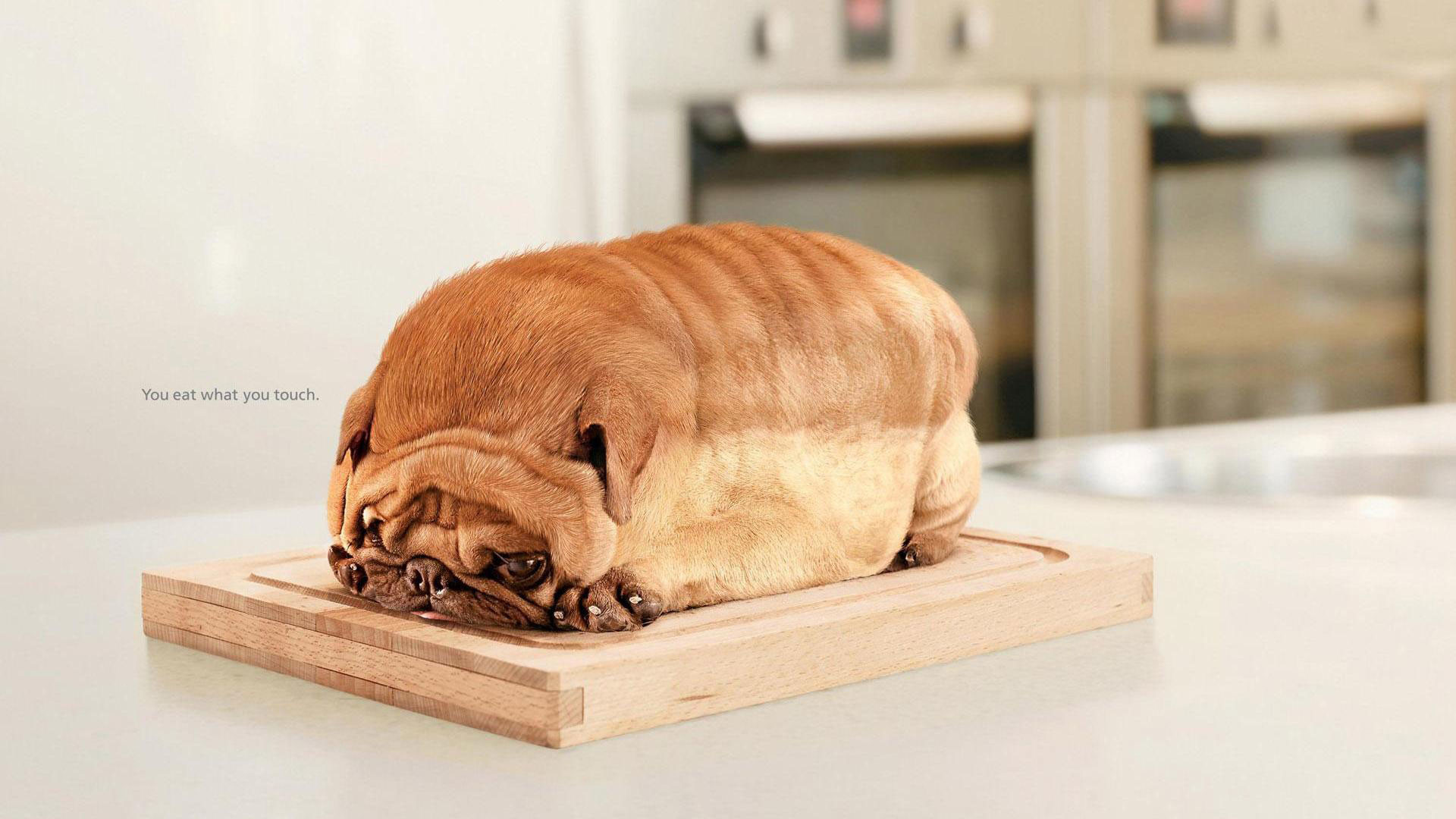 Hd Pics Photos Cute Pug Dog Funny Bread Hd Quality - Bread Dog , HD Wallpaper & Backgrounds