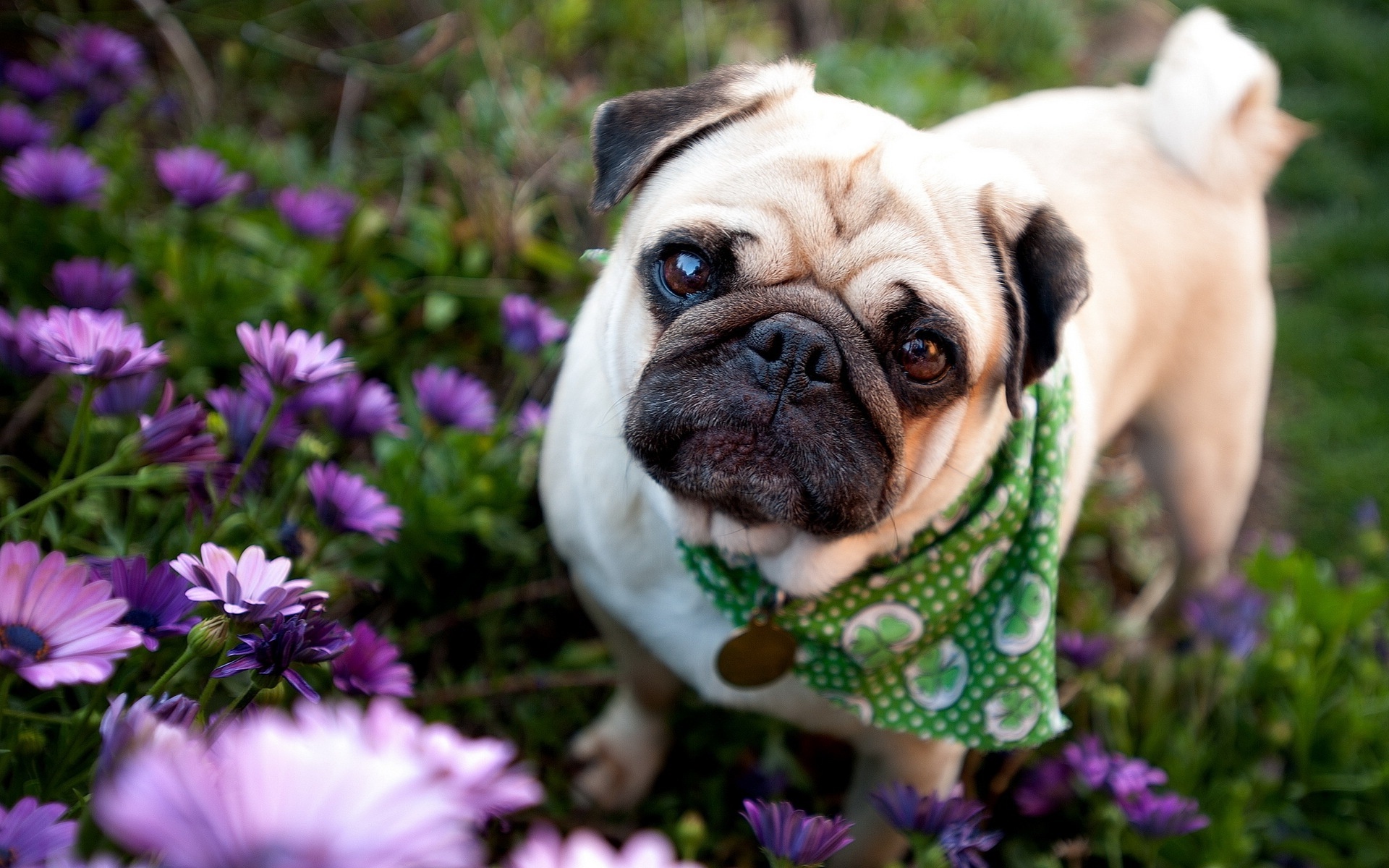 Pugs Images Pug Hd Wallpaper And Background Photos - Perro Pug , HD Wallpaper & Backgrounds