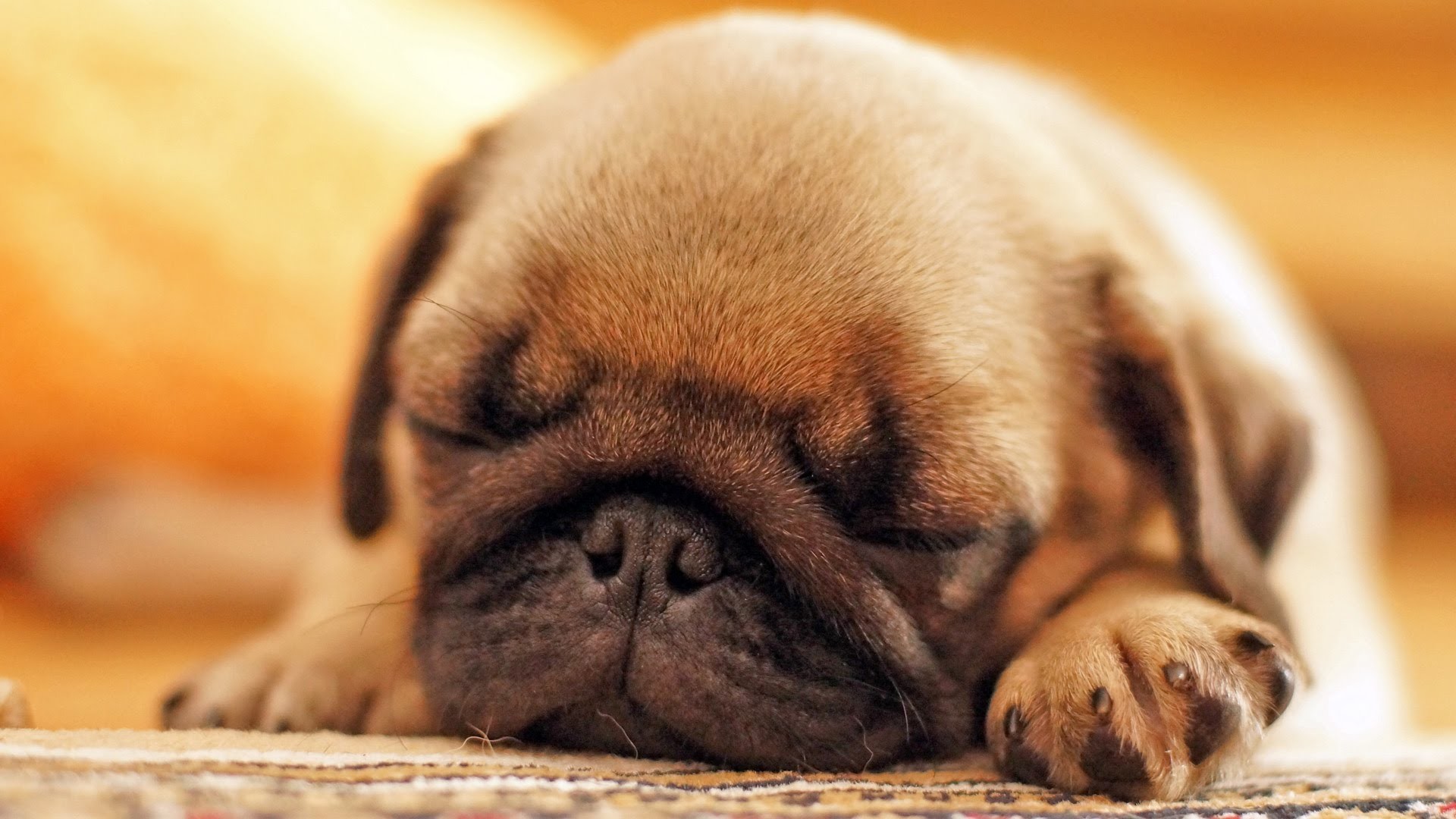 Black Pug Puppy Hd Wallpaper - Cute Pug Puppies Sleeping , HD Wallpaper & Backgrounds