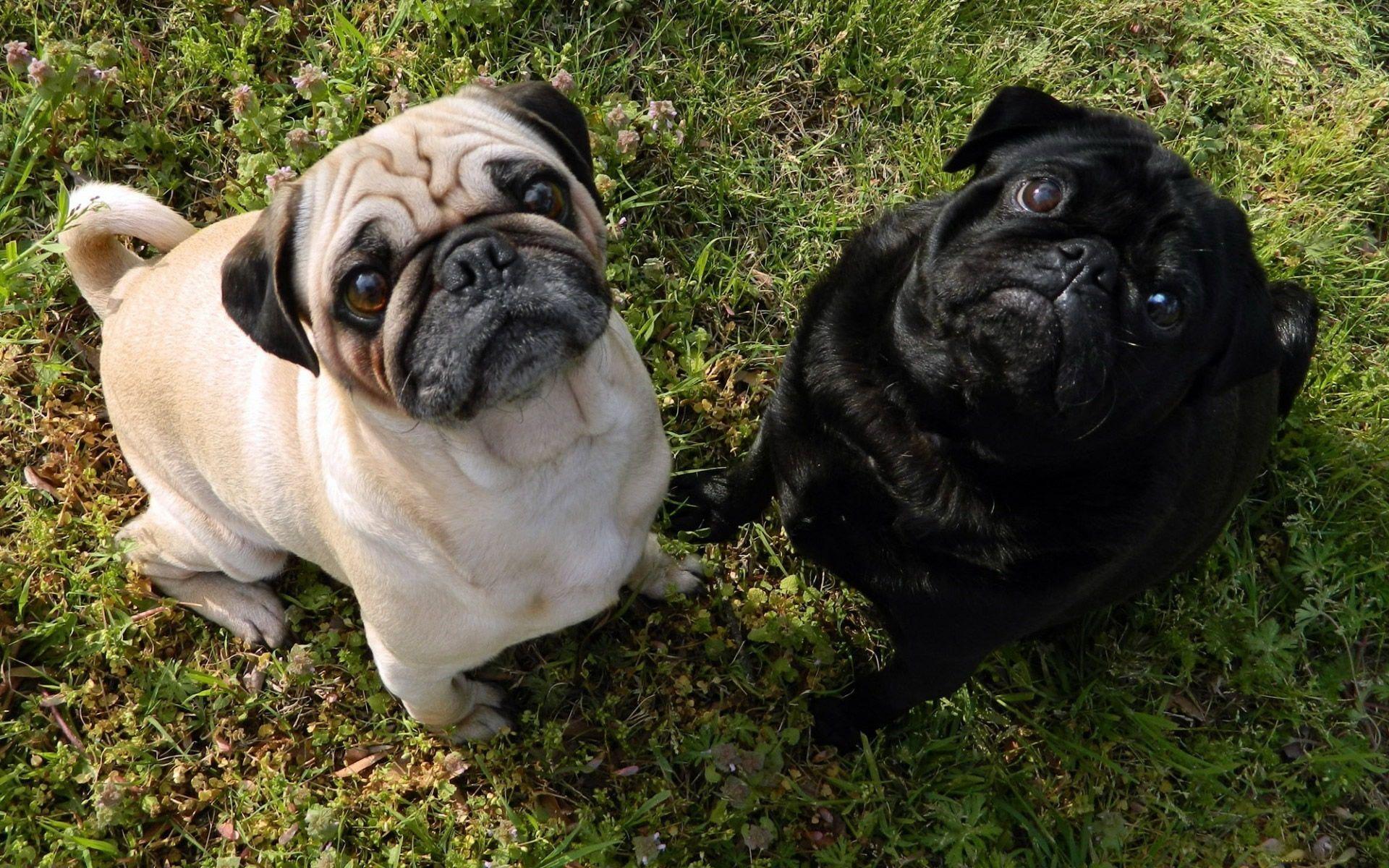 Baby Black Pug Wallpaper - Black Pug And White Pug , HD Wallpaper & Backgrounds