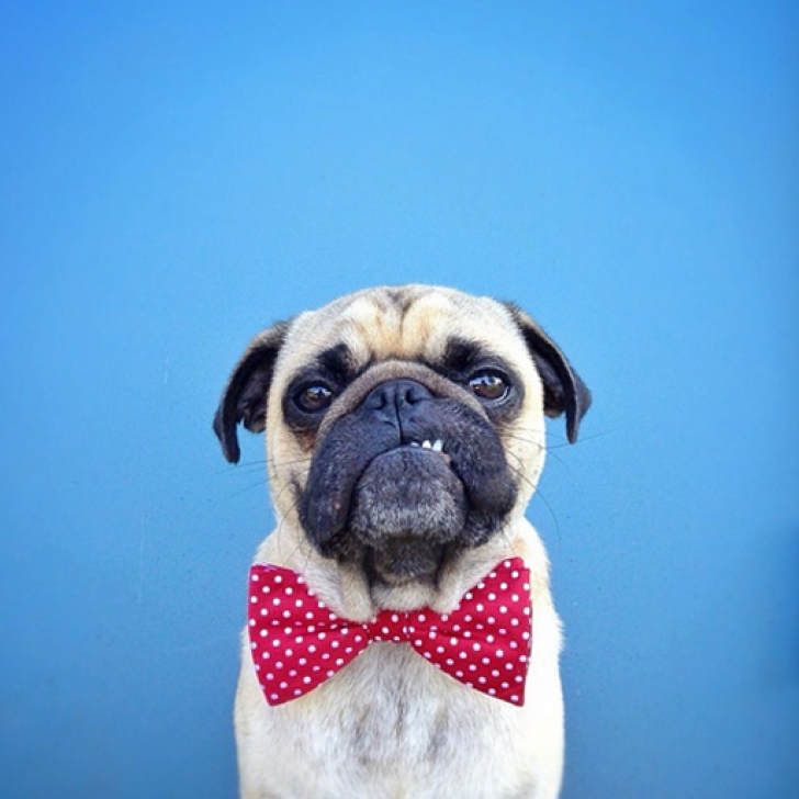 Pug Wallpapers - Pug In Bow Tie , HD Wallpaper & Backgrounds
