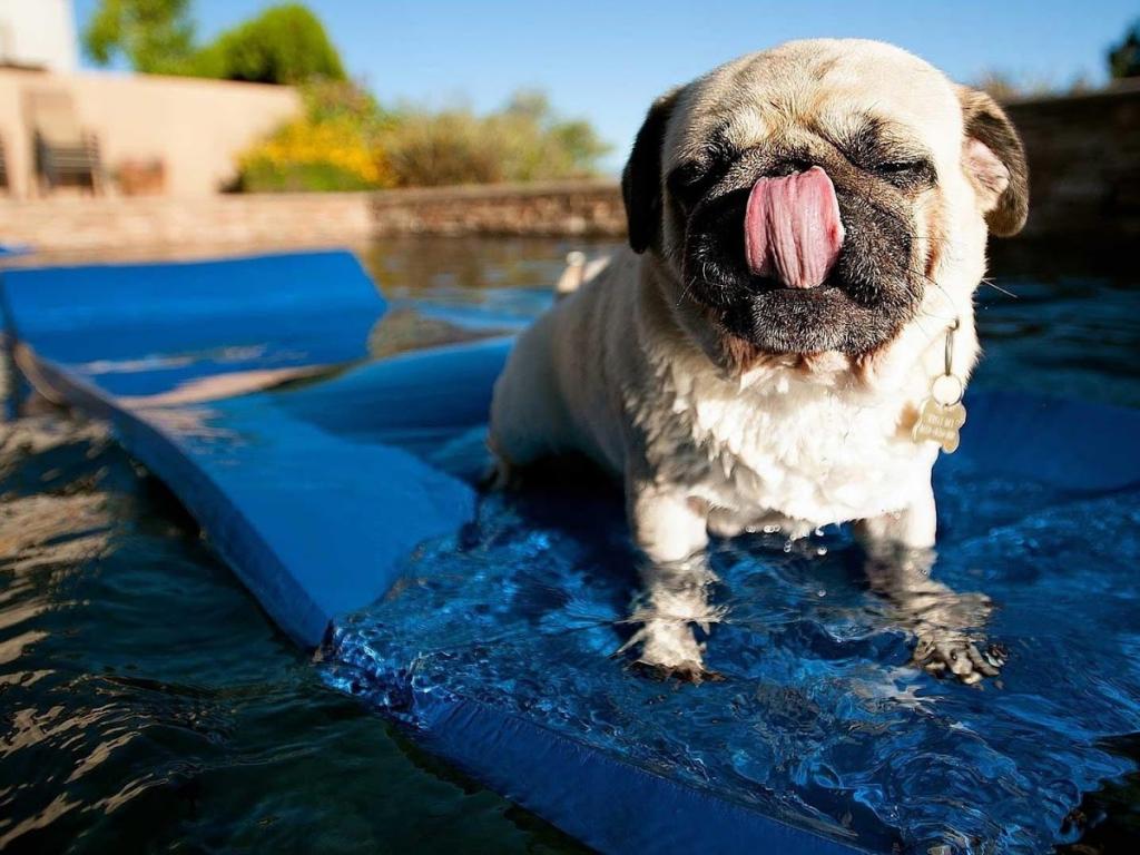 Summer Dog Wallpaper Hd , HD Wallpaper & Backgrounds