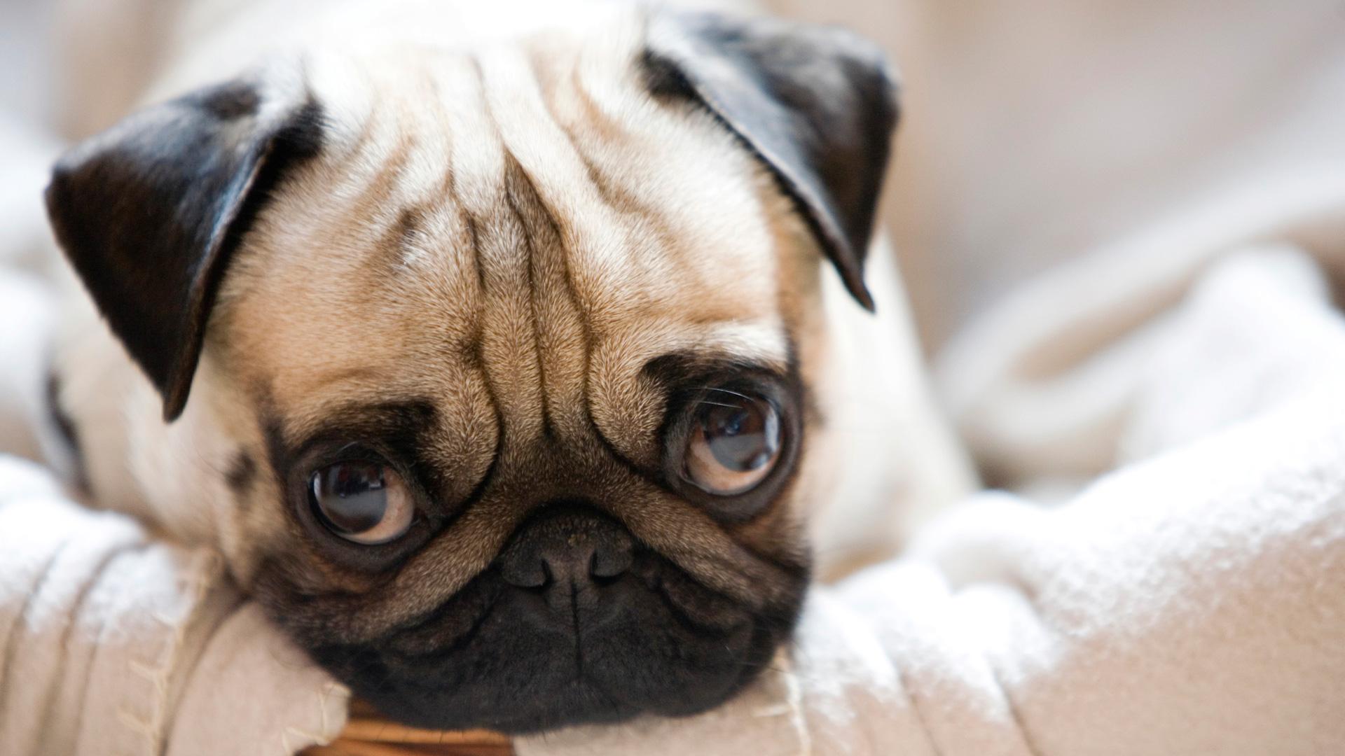 Pug Wallpaper Hd - Pug Adorable , HD Wallpaper & Backgrounds