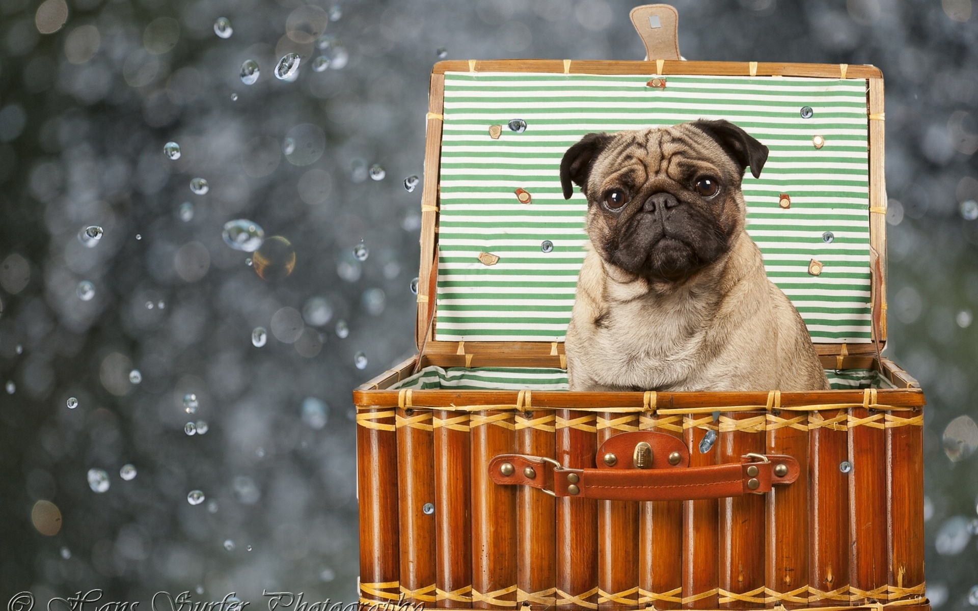 Pugs Images Pug Hd Wallpaper And Background Photos - Мопс Картинки Рабочий Стол , HD Wallpaper & Backgrounds