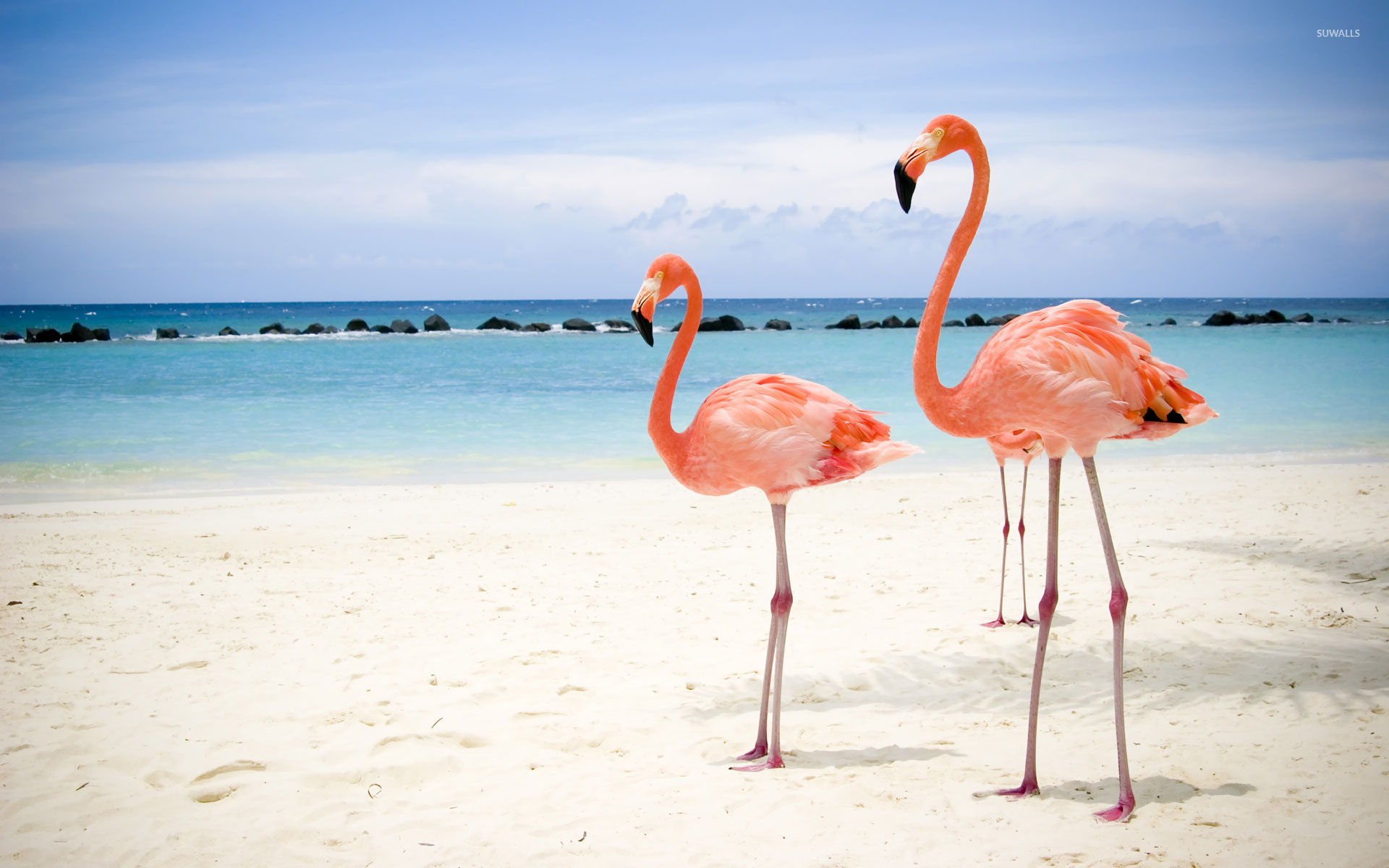 Flamingos Wallpaper - Miami Flamingo , HD Wallpaper & Backgrounds