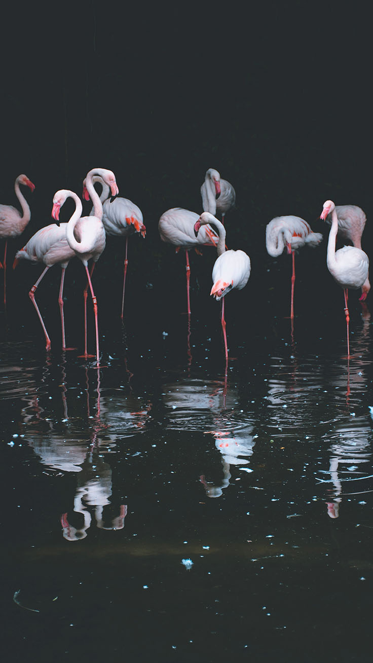 Flamingo Iphone Wallpaper By Preppy Wallpapers - Iphone 6 Flamingo , HD Wallpaper & Backgrounds