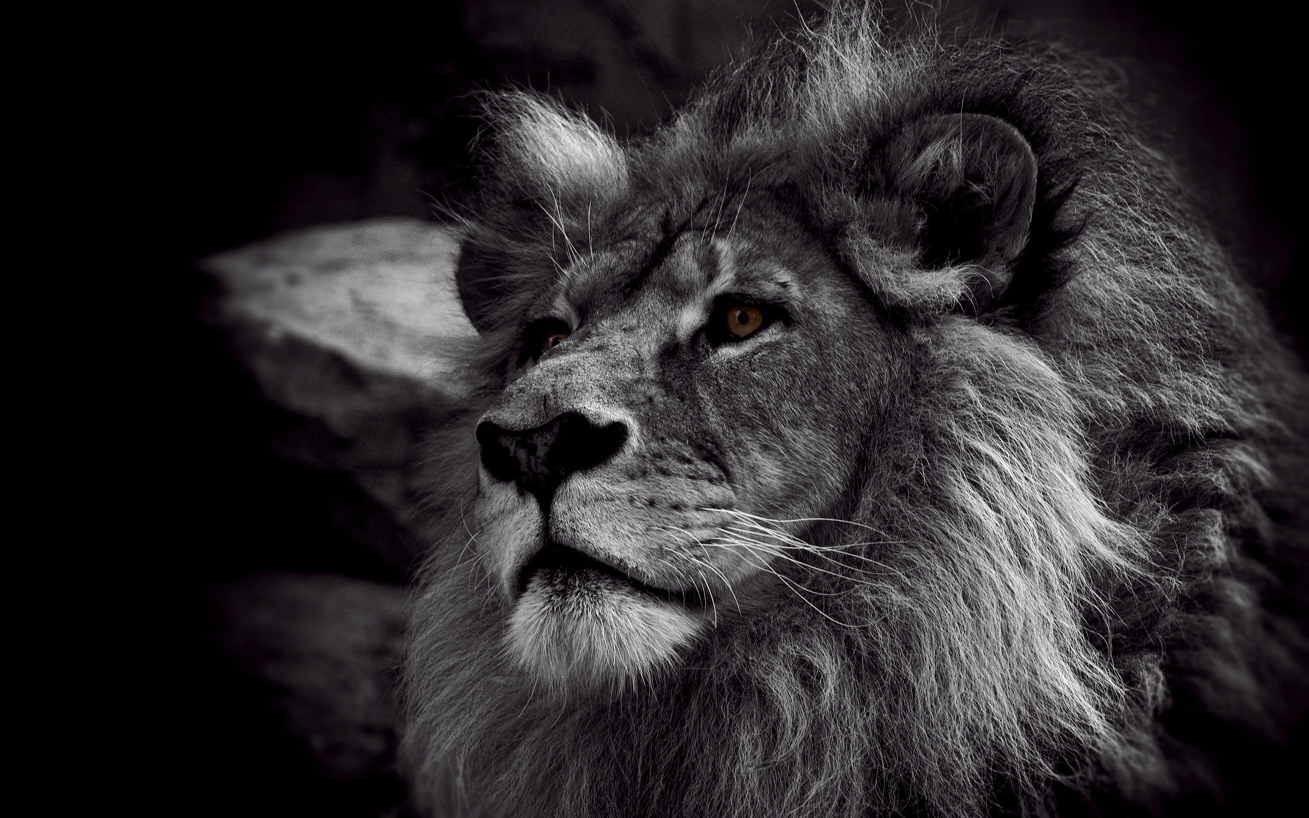 Awesome Lion Free Wallpaper Id - High Resolution Black And White , HD Wallpaper & Backgrounds