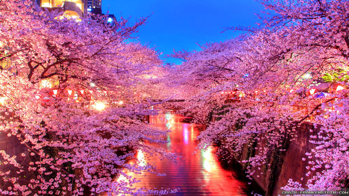 Japan Sakura Night , HD Wallpaper & Backgrounds