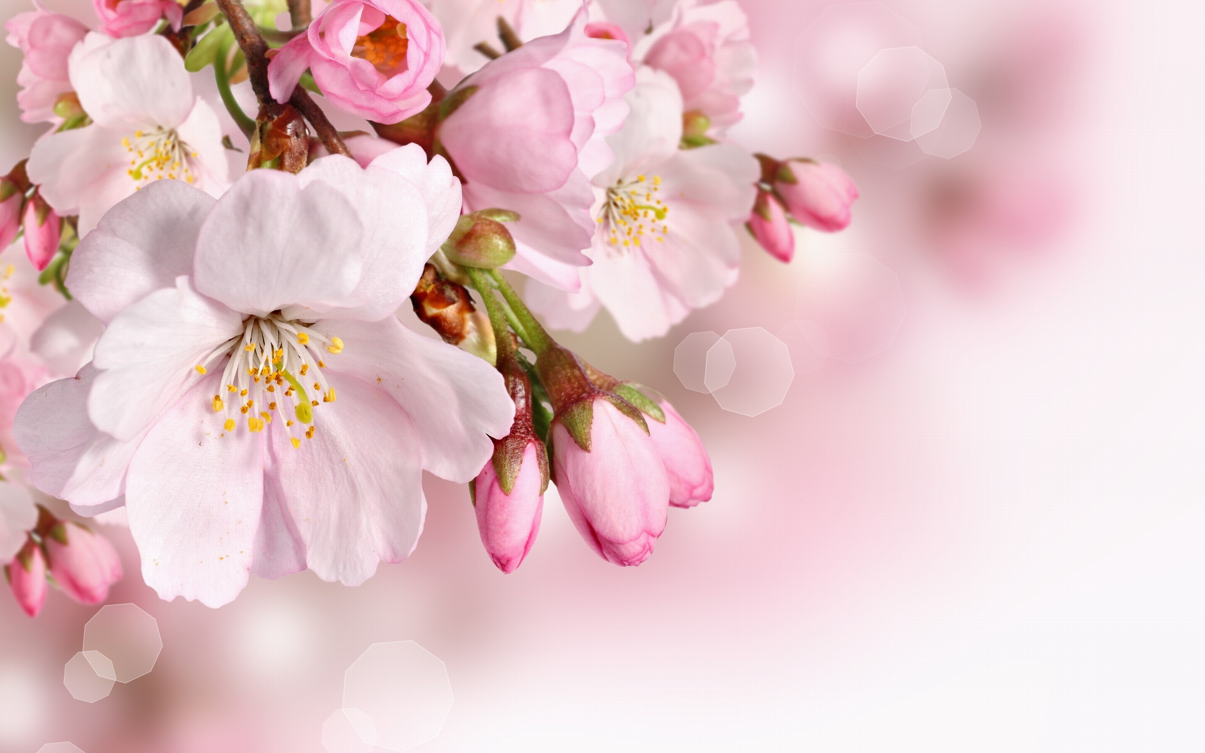 Spring Flowers Wallpaper Phone Is 4k Wallpaper - Spring Flowers , HD Wallpaper & Backgrounds