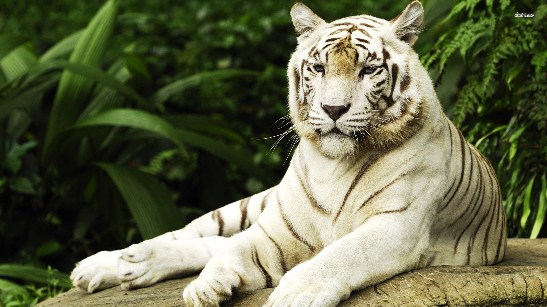 Wallpapers For > White Tiger Wallpaper Hd Widescreen - Singapore Zoo , HD Wallpaper & Backgrounds