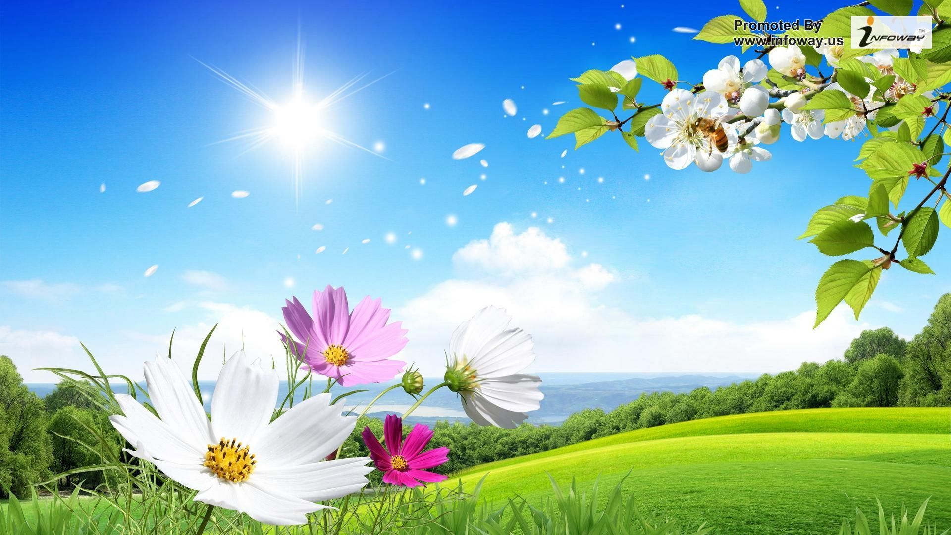 Flowers Sunshine Spring Full Hd Wallpaper Download - Flowers Wallpapers For Desktop Full Size Hd , HD Wallpaper & Backgrounds