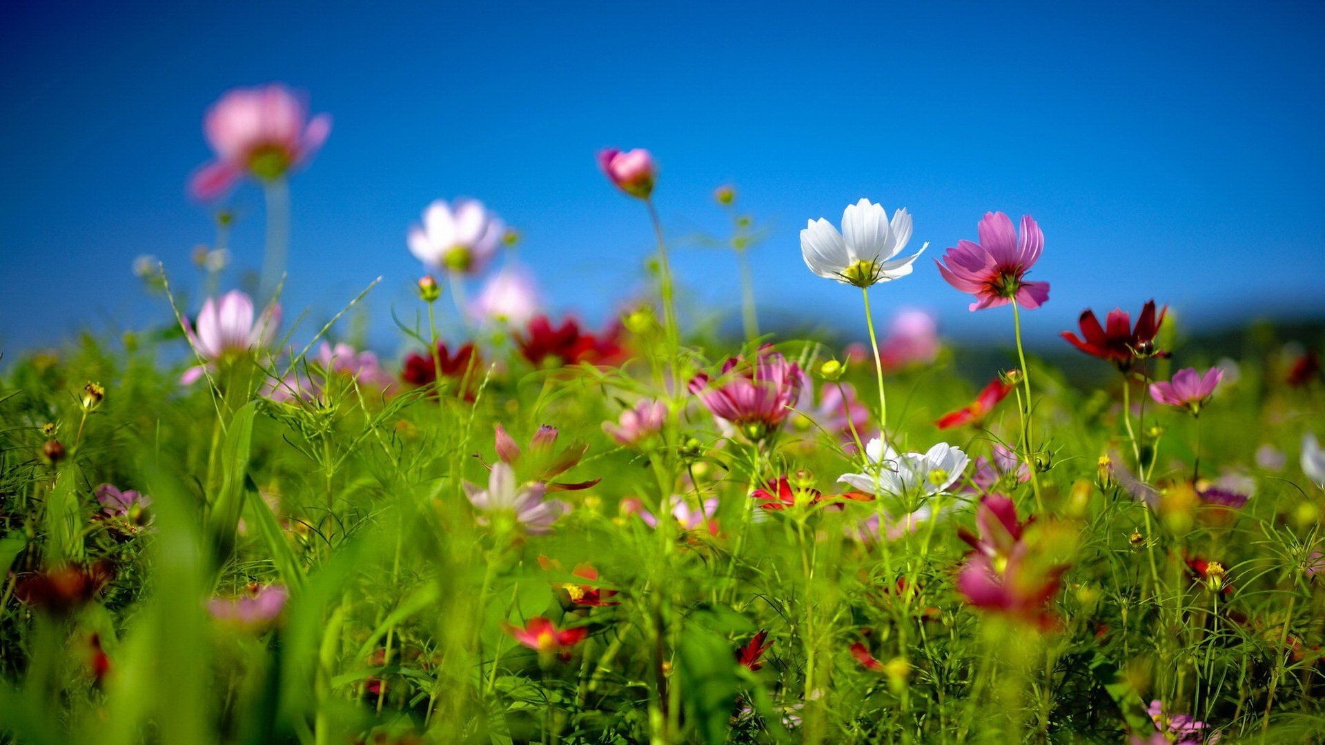 Summer Flowers Fields (#97056) - HD Wallpaper \u0026 Backgrounds Download, image size:1920x1080