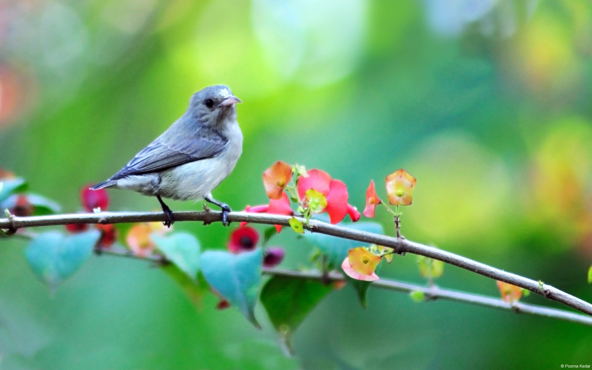 Clip Image014 - Birds On Flowering Trees , HD Wallpaper & Backgrounds