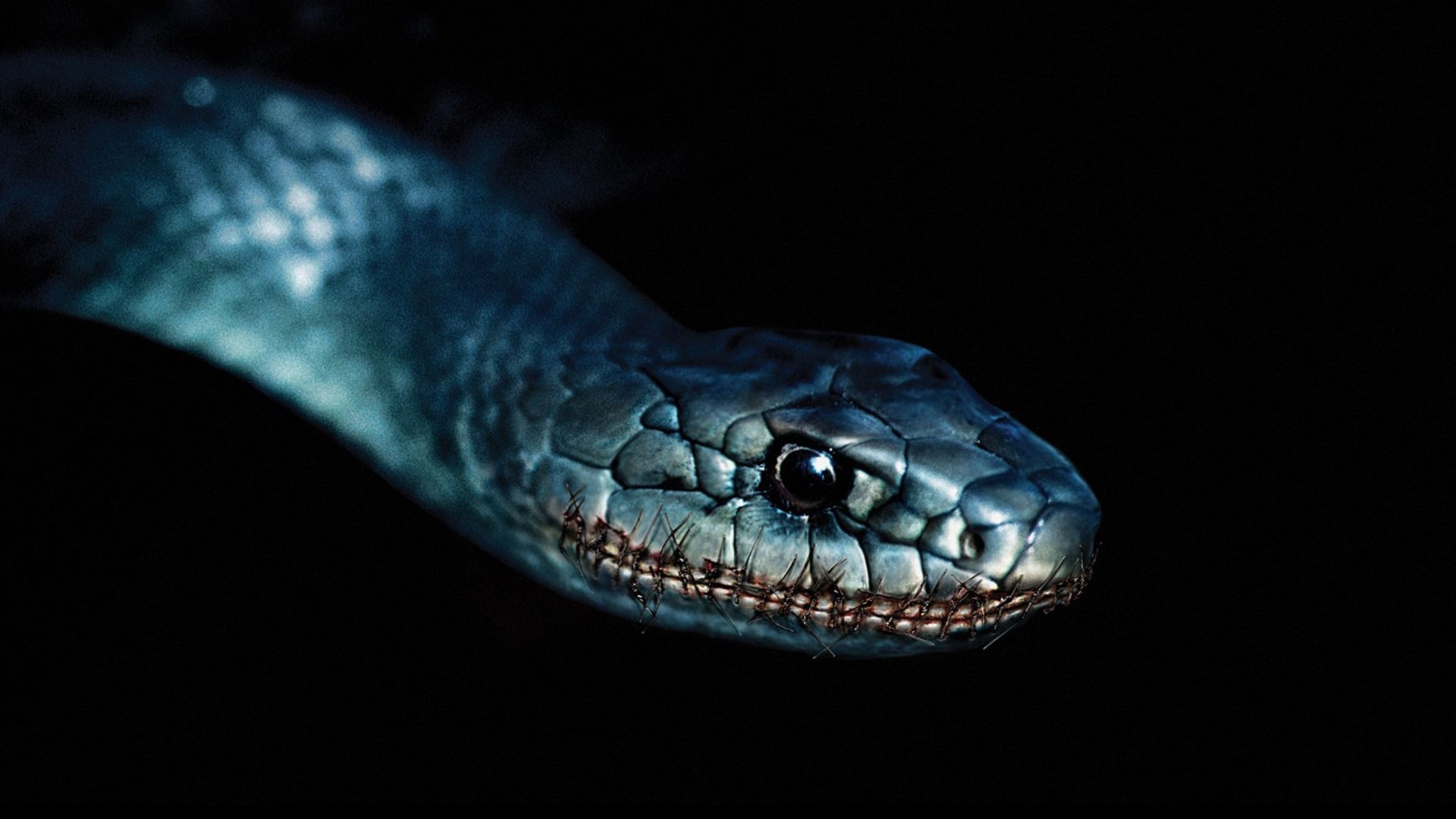 Snake Wallpaper And Background Image - Art Snakes , HD Wallpaper & Backgrounds