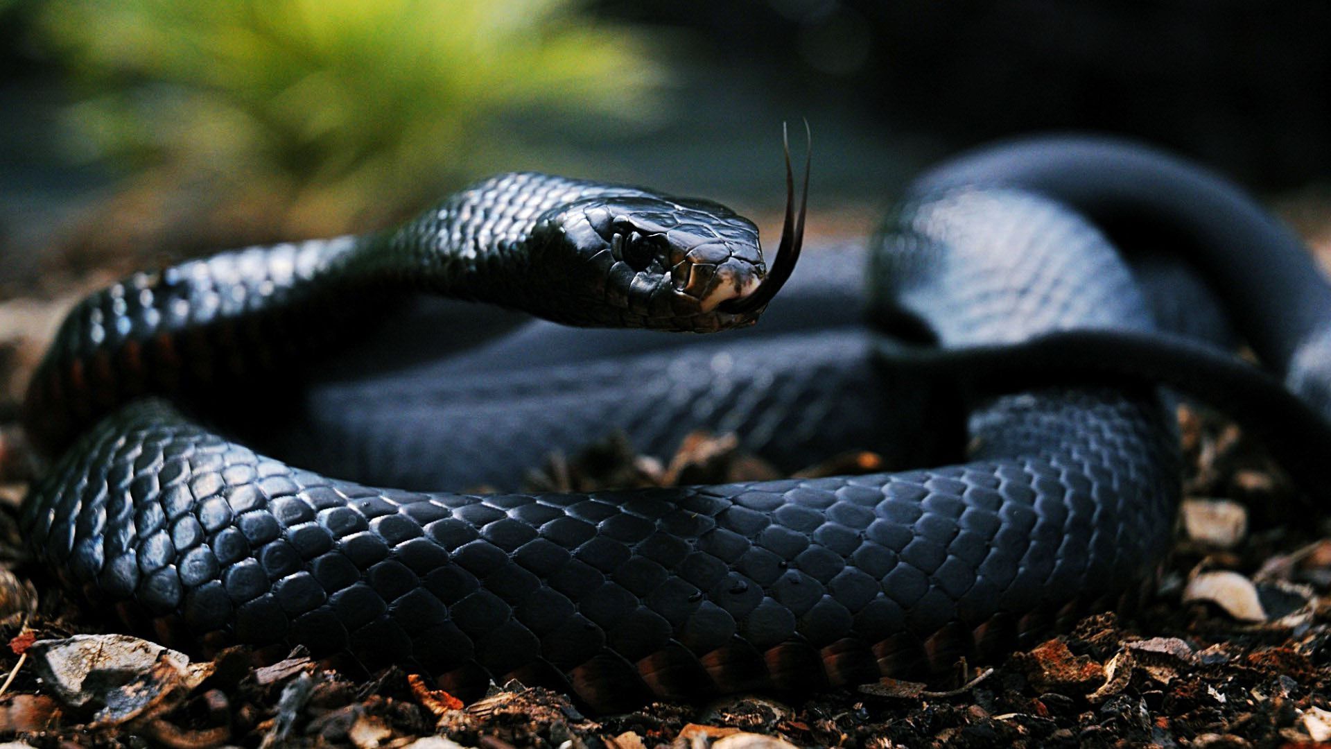 Snake - Black Snake , HD Wallpaper & Backgrounds