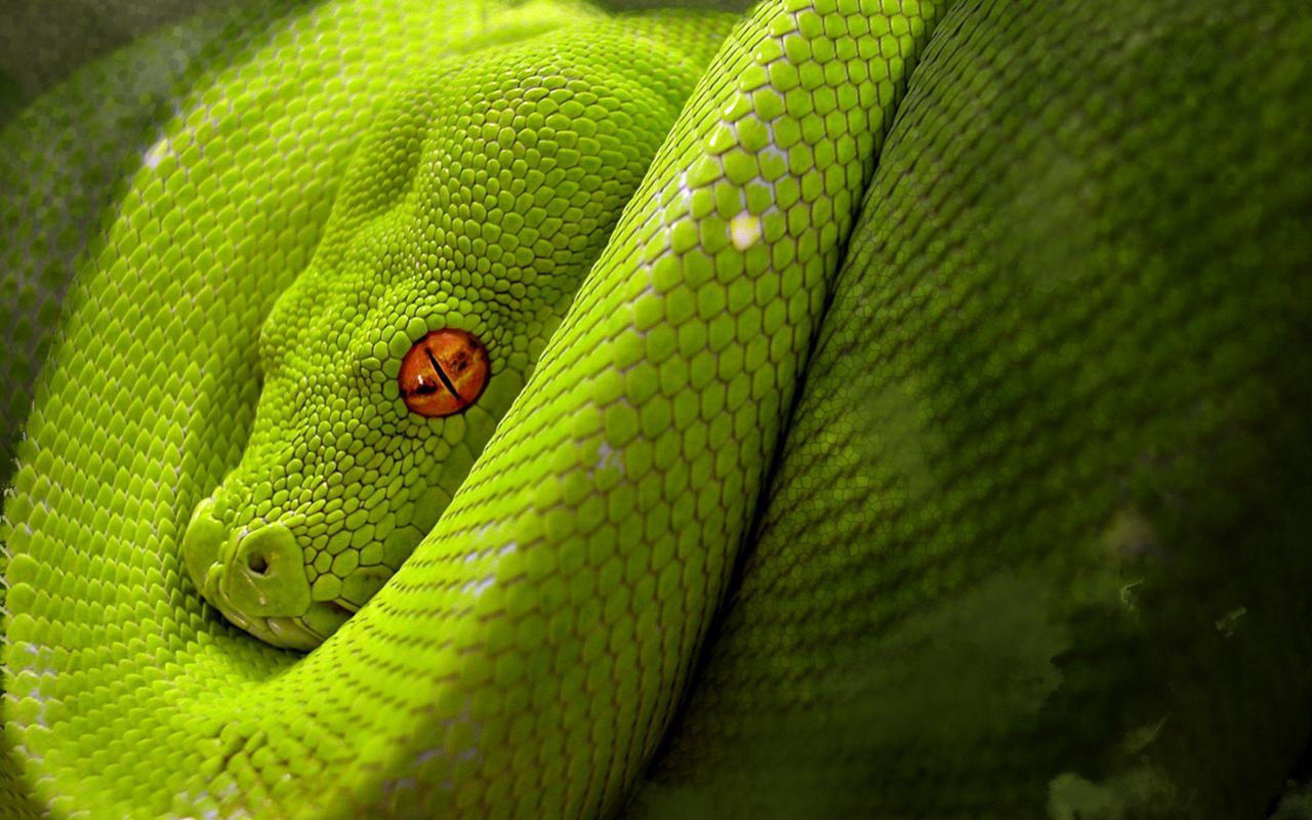 Astonishing Snake Desktop Wallpapers 1600x1200px ~ - 4k Snake , HD Wallpaper & Backgrounds