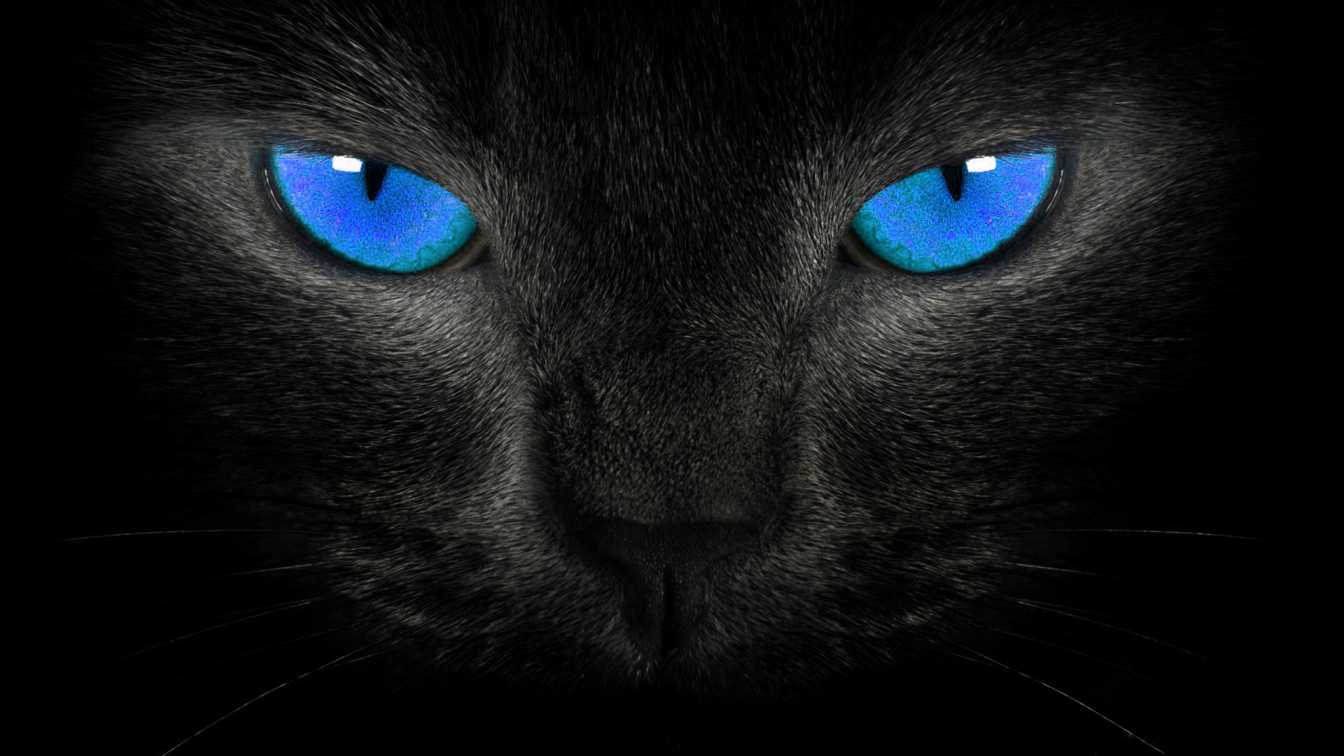 Wallpaper Themes5 - Black Cat Eyes , HD Wallpaper & Backgrounds