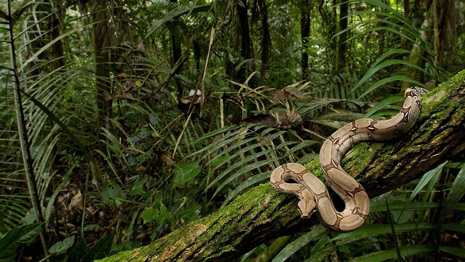 Snake High Definition Wallpapers Snake High Definition - Burmese Python In Its Natural Habitat , HD Wallpaper & Backgrounds