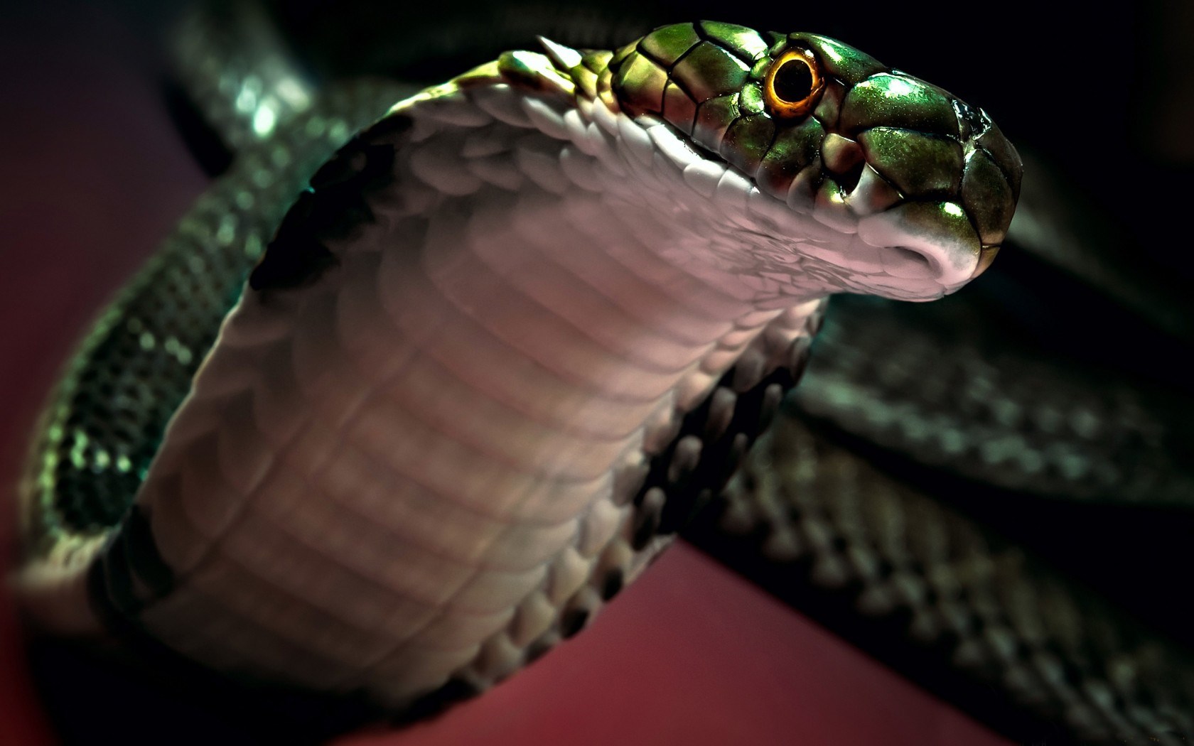 Snakes Images Snake Hd Wallpaper And Background Photos - Cobra Fondo De Pantalla , HD Wallpaper & Backgrounds