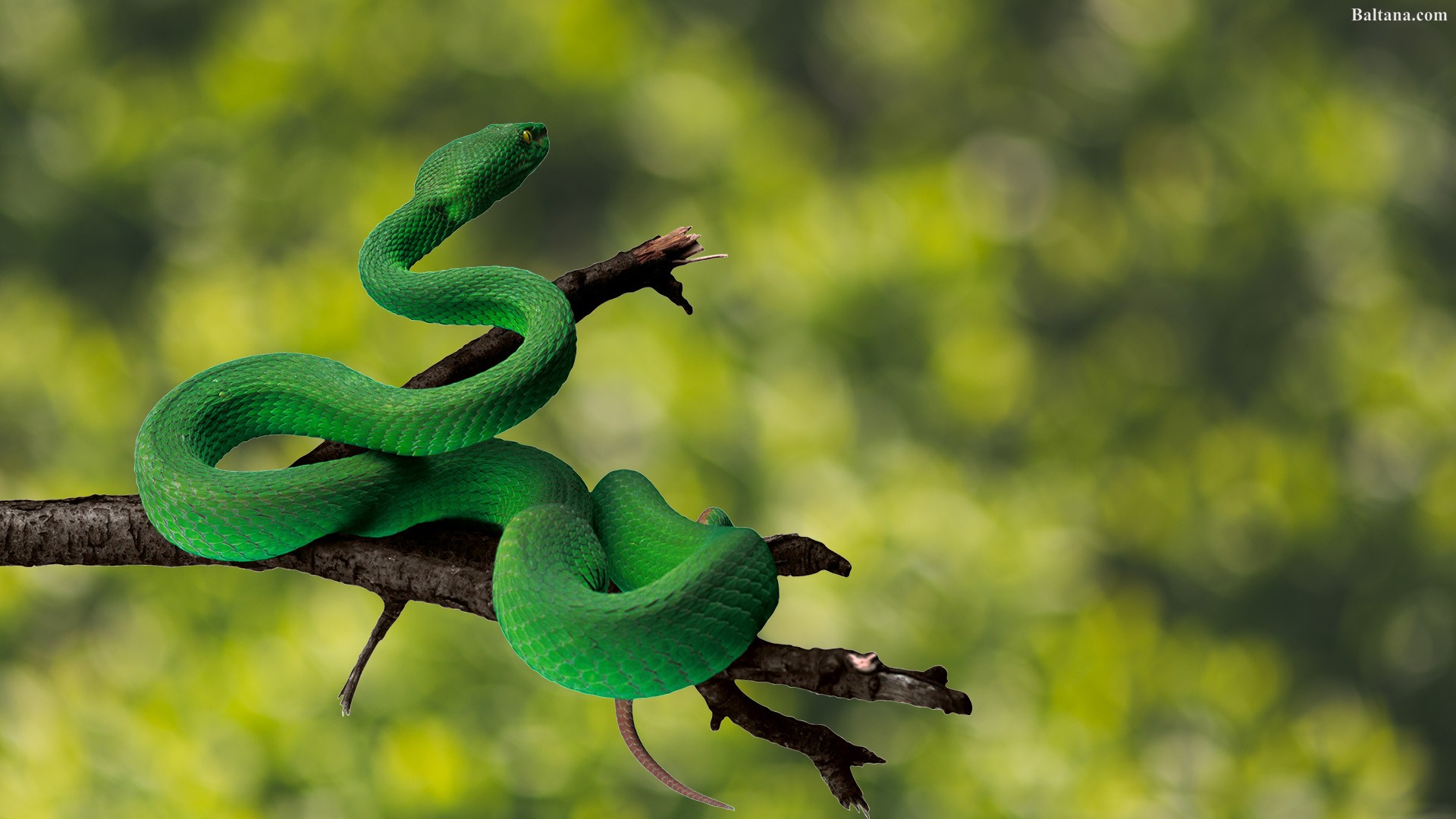 Snake Wallpaper Hd - Png Anaconda , HD Wallpaper & Backgrounds