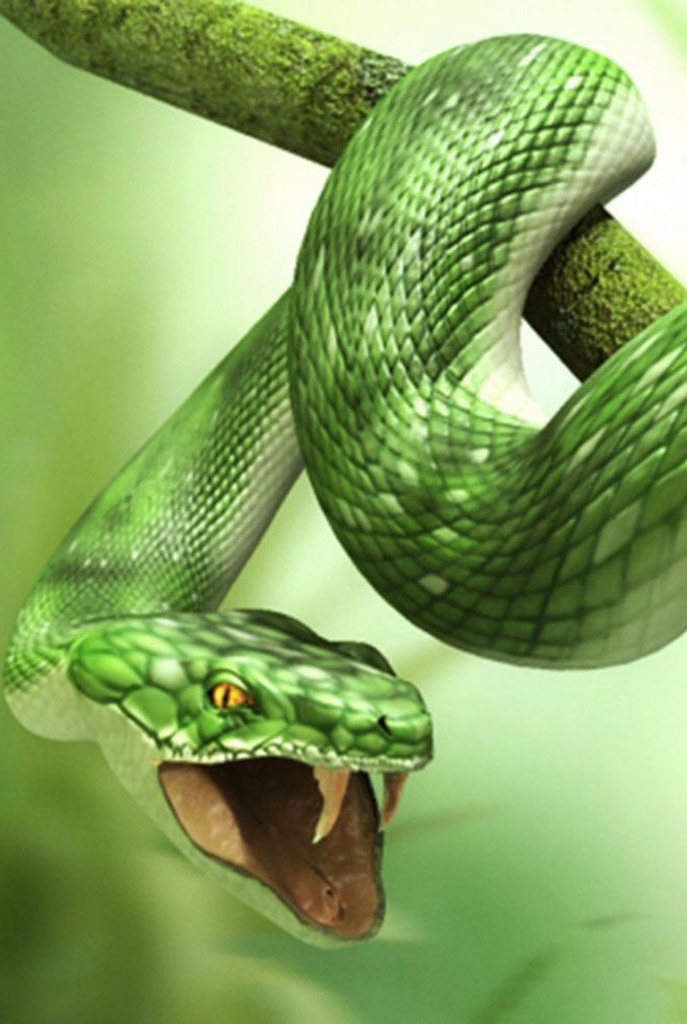 3d Green Snake Wallpaper Iphone Resolution - 3d Wallpaper Snake , HD Wallpaper & Backgrounds