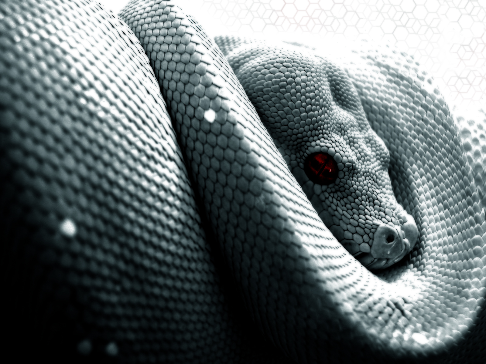 Snake Wallpaper , HD Wallpaper & Backgrounds