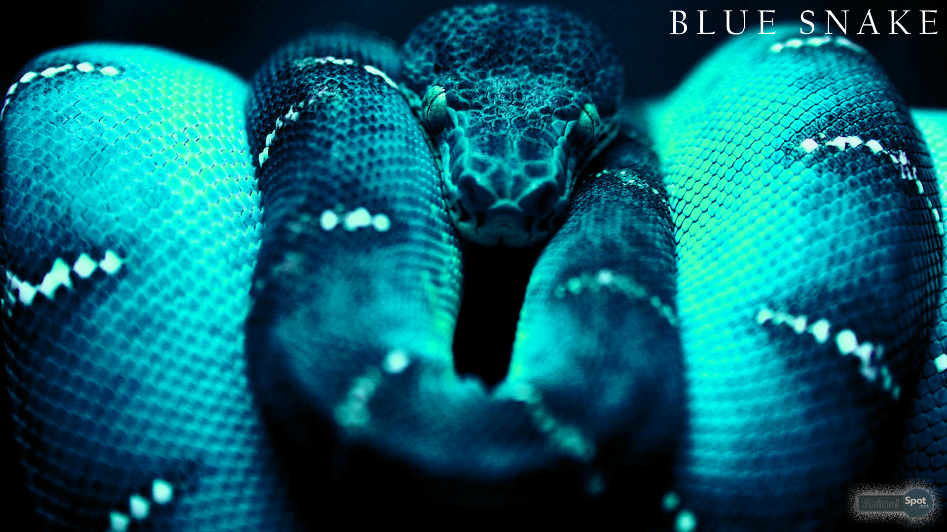 Snakes Images Snake Hd Wallpaper And Background Photos - Red And Black Snake Background , HD Wallpaper & Backgrounds