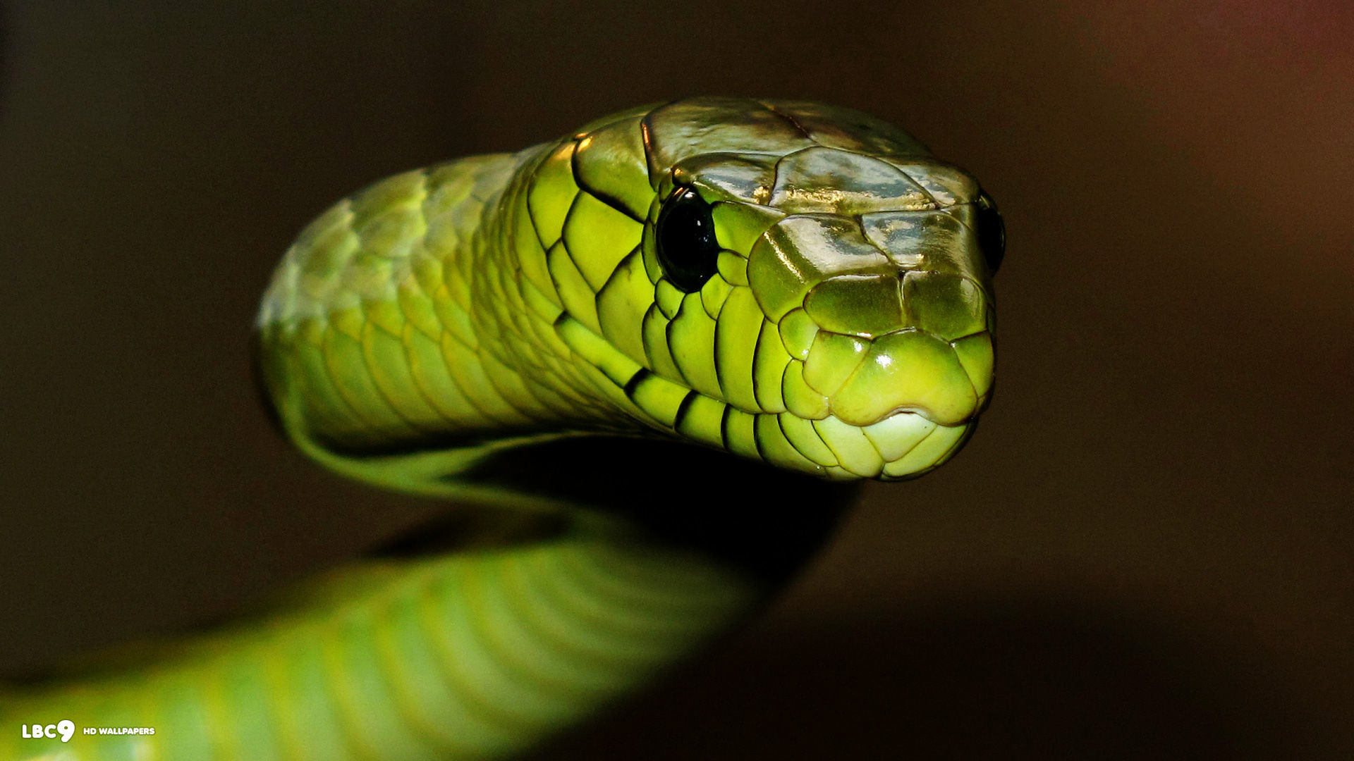 Black Mamba Green Snakes , HD Wallpaper & Backgrounds