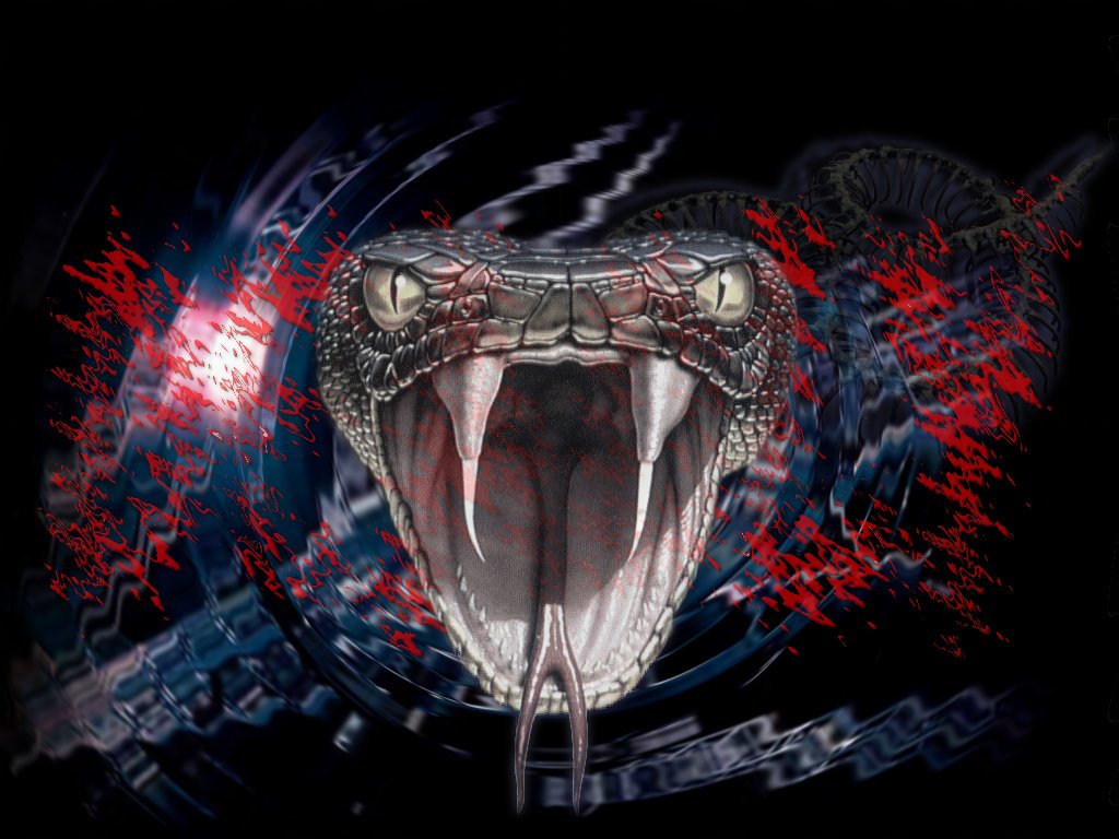 Viper Snake , HD Wallpaper & Backgrounds