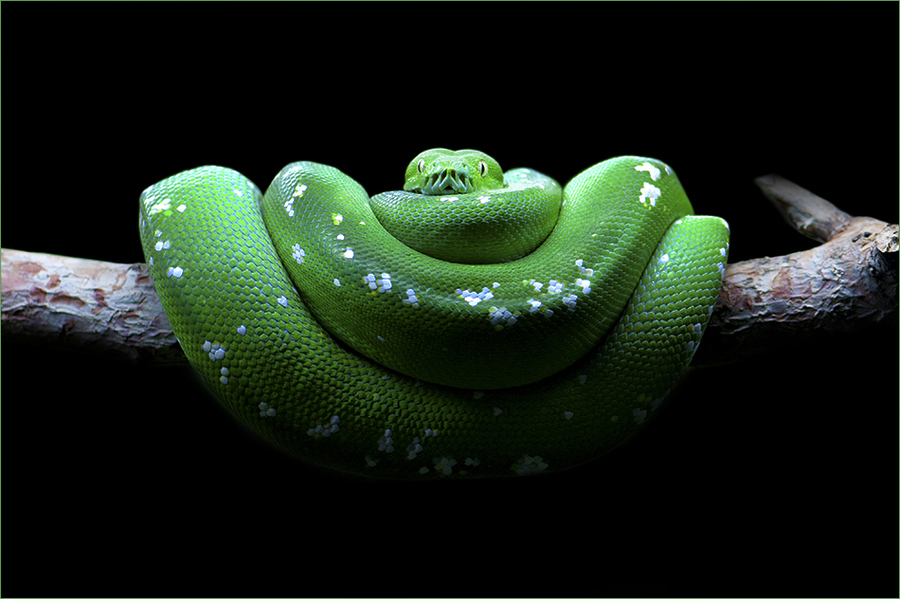 Snake Wallpaper Snake Wallpaper Hd Snake Pictures Animal - Smooth Greensnake , HD Wallpaper & Backgrounds
