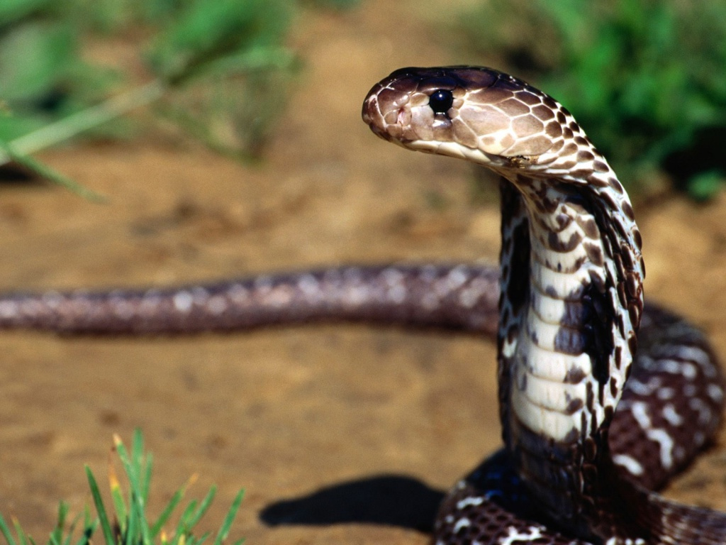 Free Snake Wallpaper - Yala National Park Sri Lanka Animals , HD Wallpaper & Backgrounds