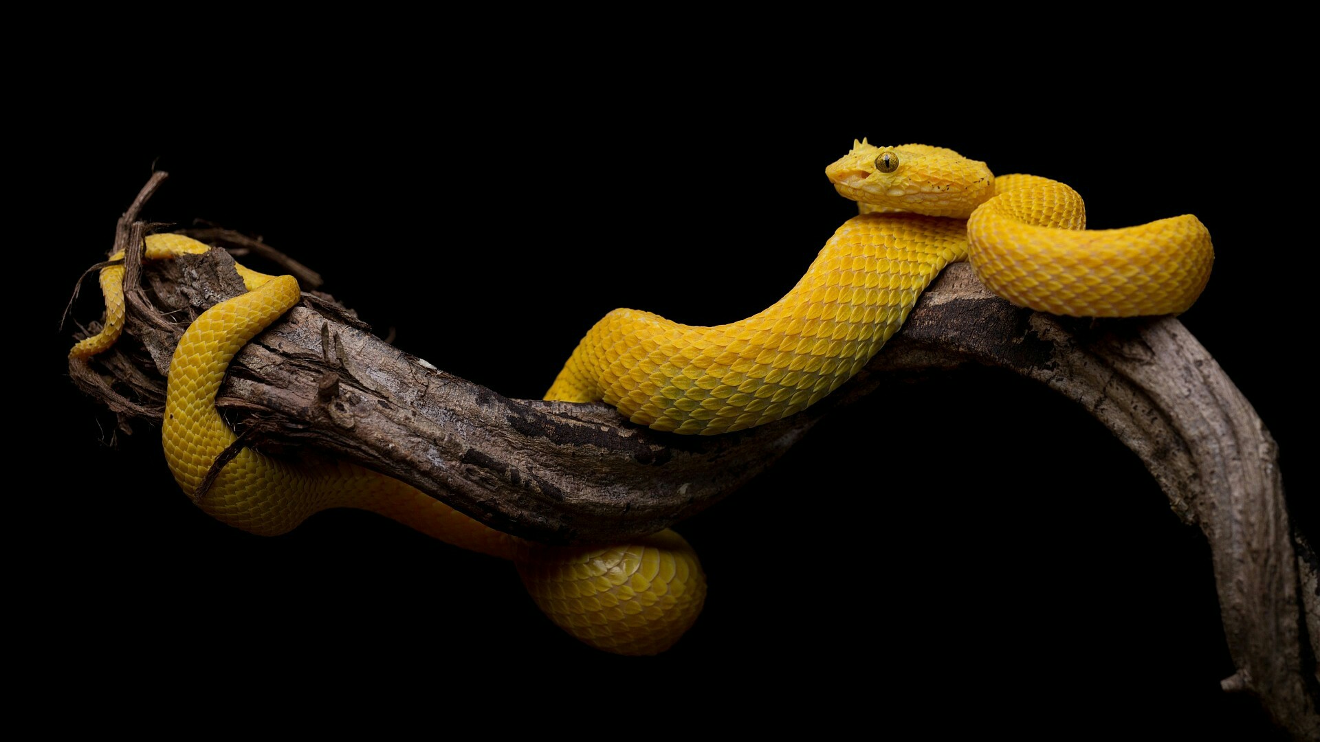 Snake Wallpaper - Snakes Hd Wallpapers 1080p , HD Wallpaper & Backgrounds