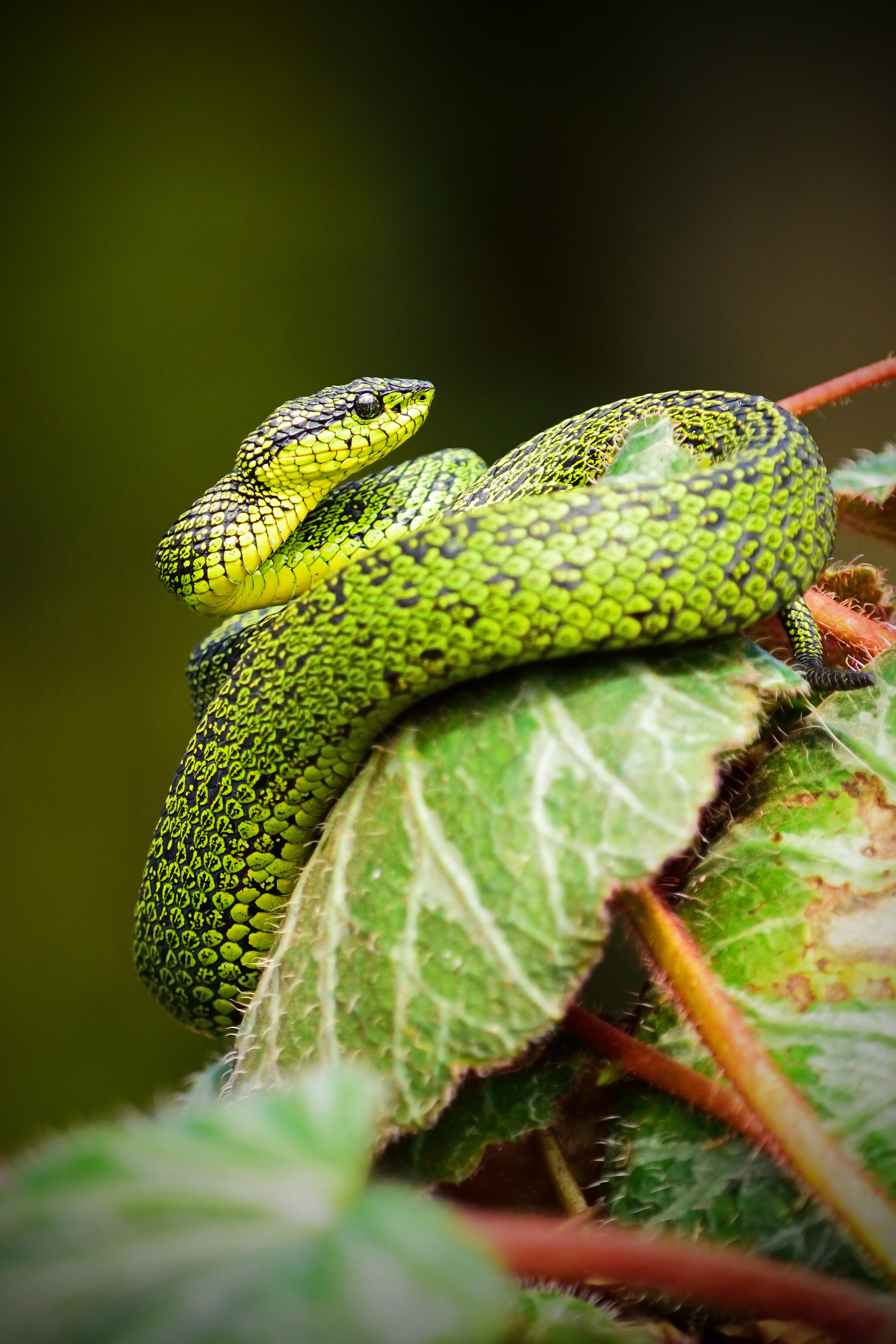 Snake Green Pictures , HD Wallpaper & Backgrounds