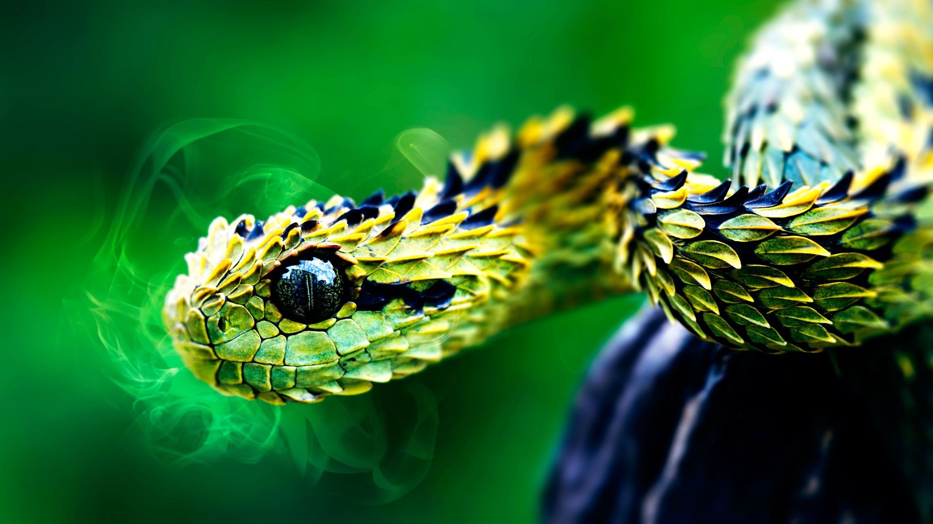 Deadly Snake Wallpaper - African Spiny Bush Viper , HD Wallpaper & Backgrounds