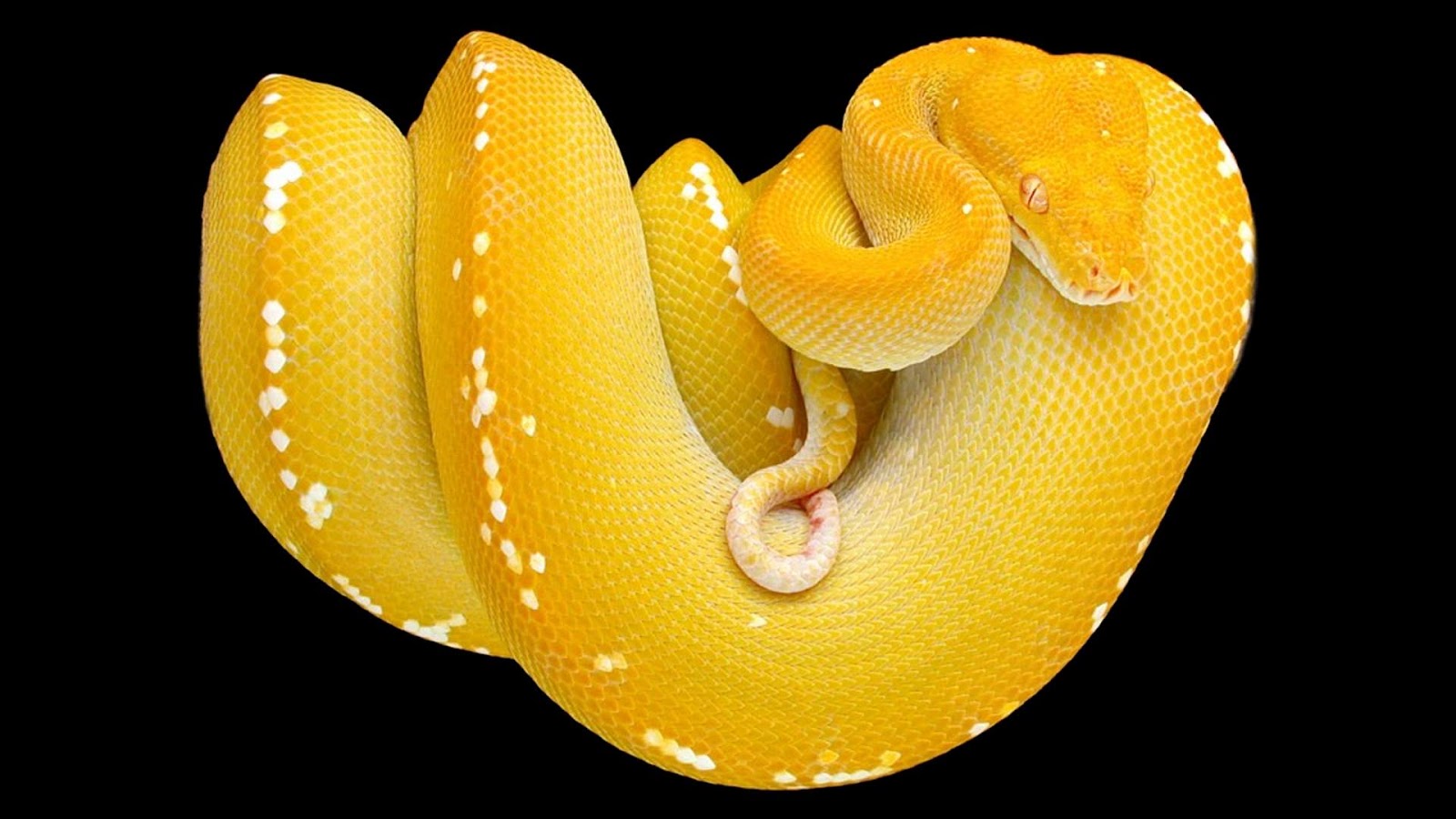 Yellow Snake Hd , HD Wallpaper & Backgrounds