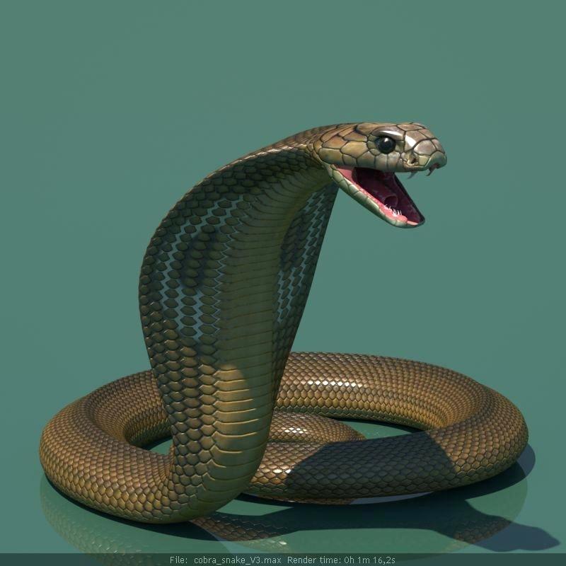 King Cobra Snake Images Model King Cobra Snake King - Snake Cobra , HD Wallpaper & Backgrounds