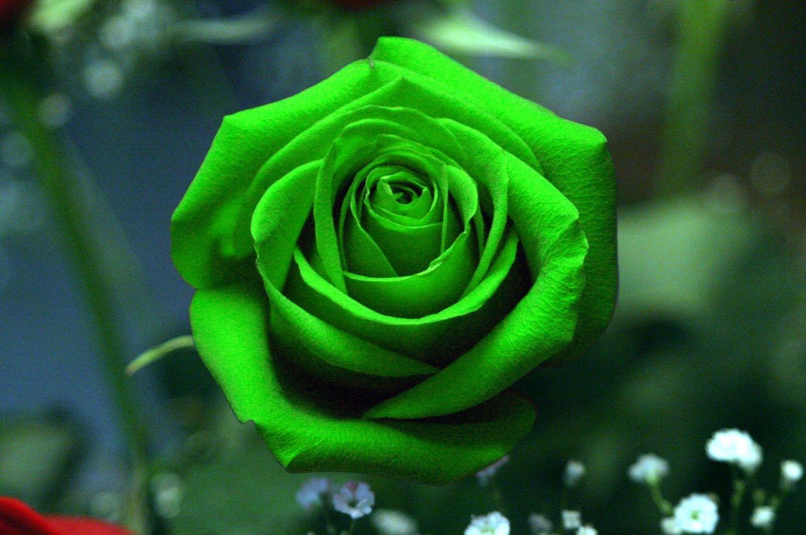 Green Rose Hd Wallpapers - Green Rose , HD Wallpaper & Backgrounds