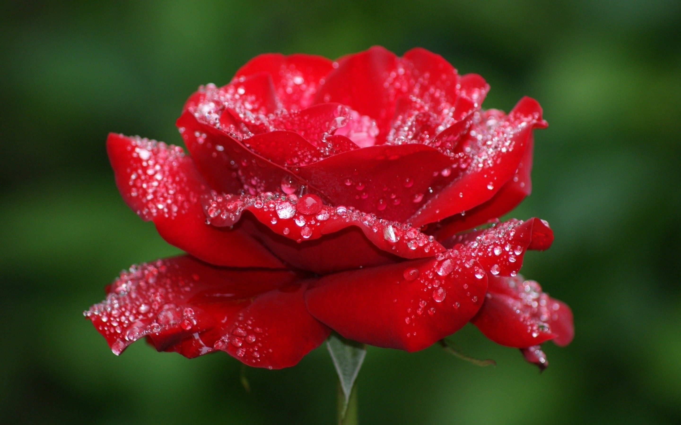 Water Drops On Red Roses Free Hd Wallpapers - Beautiful Rose Flower , HD Wallpaper & Backgrounds