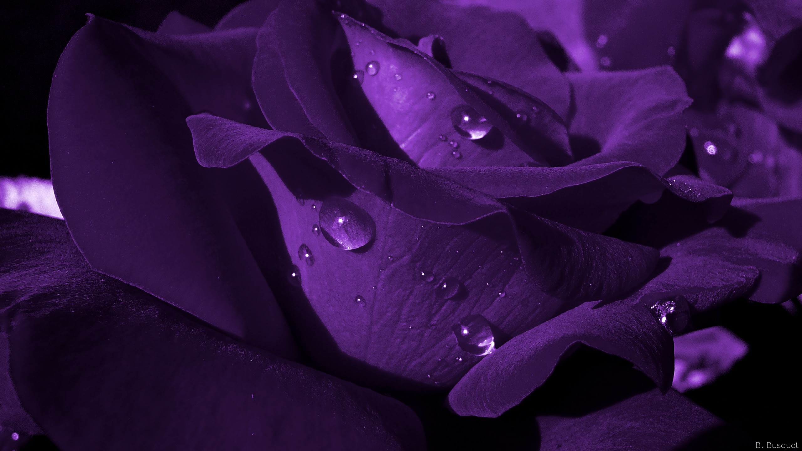 Rose Wallpapers Phone - Dark Purple Black Rose , HD Wallpaper & Backgrounds