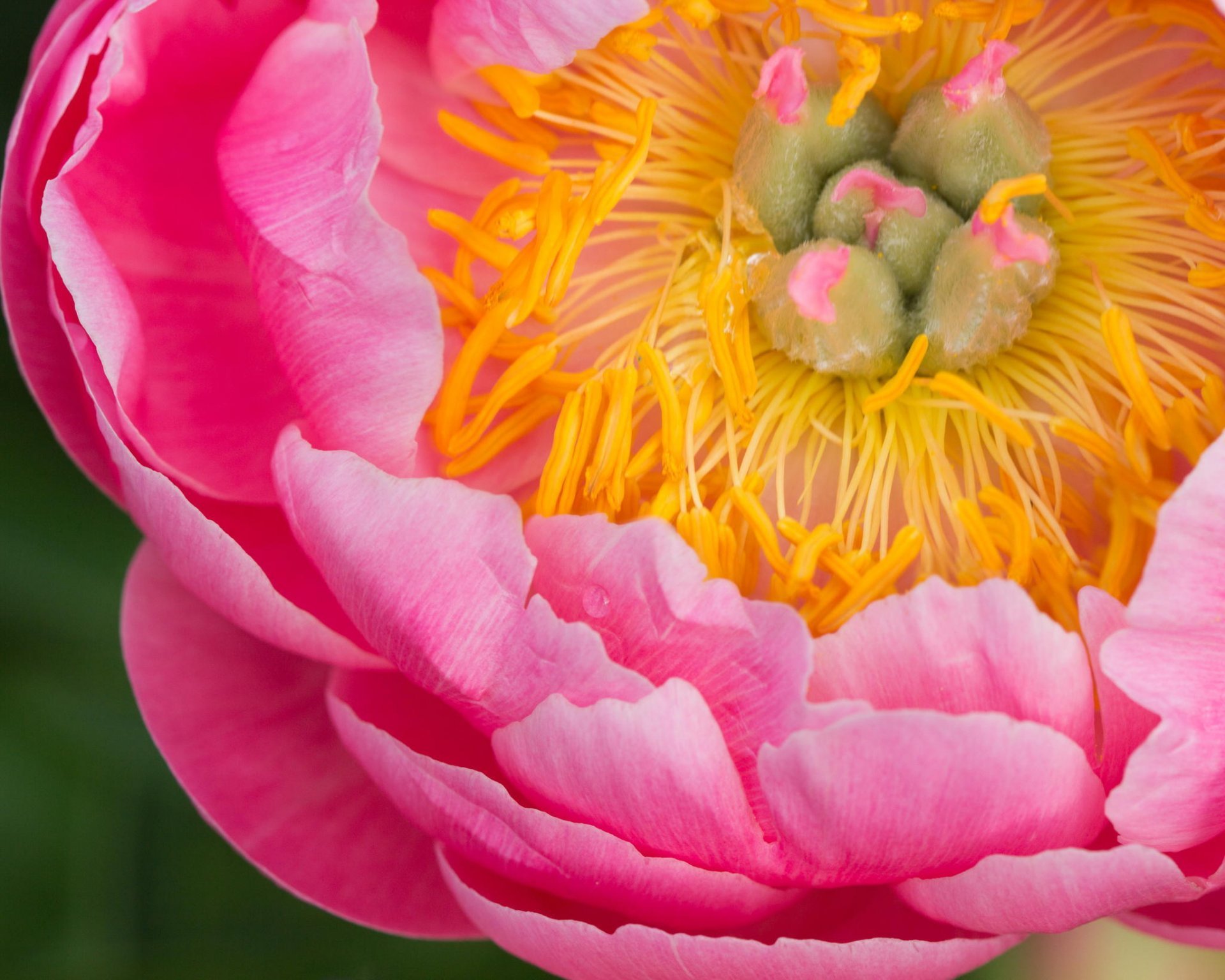 Close Up Flower Pink Peony Plant The Core - Peony Flower Close Up , HD Wallpaper & Backgrounds