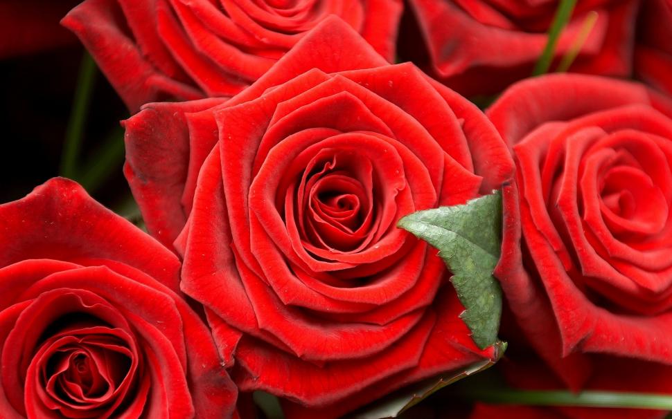 Romantic Red Roses Wallpaper - Роза Цветок , HD Wallpaper & Backgrounds