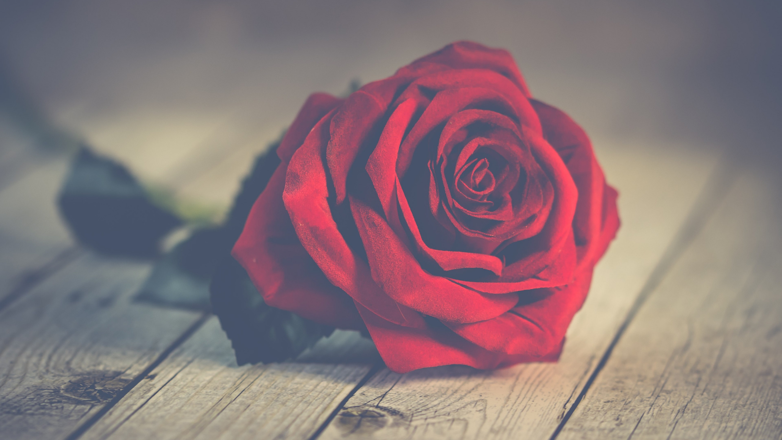 Perfect Red Rose - Red Rose Romantic Flowers , HD Wallpaper & Backgrounds