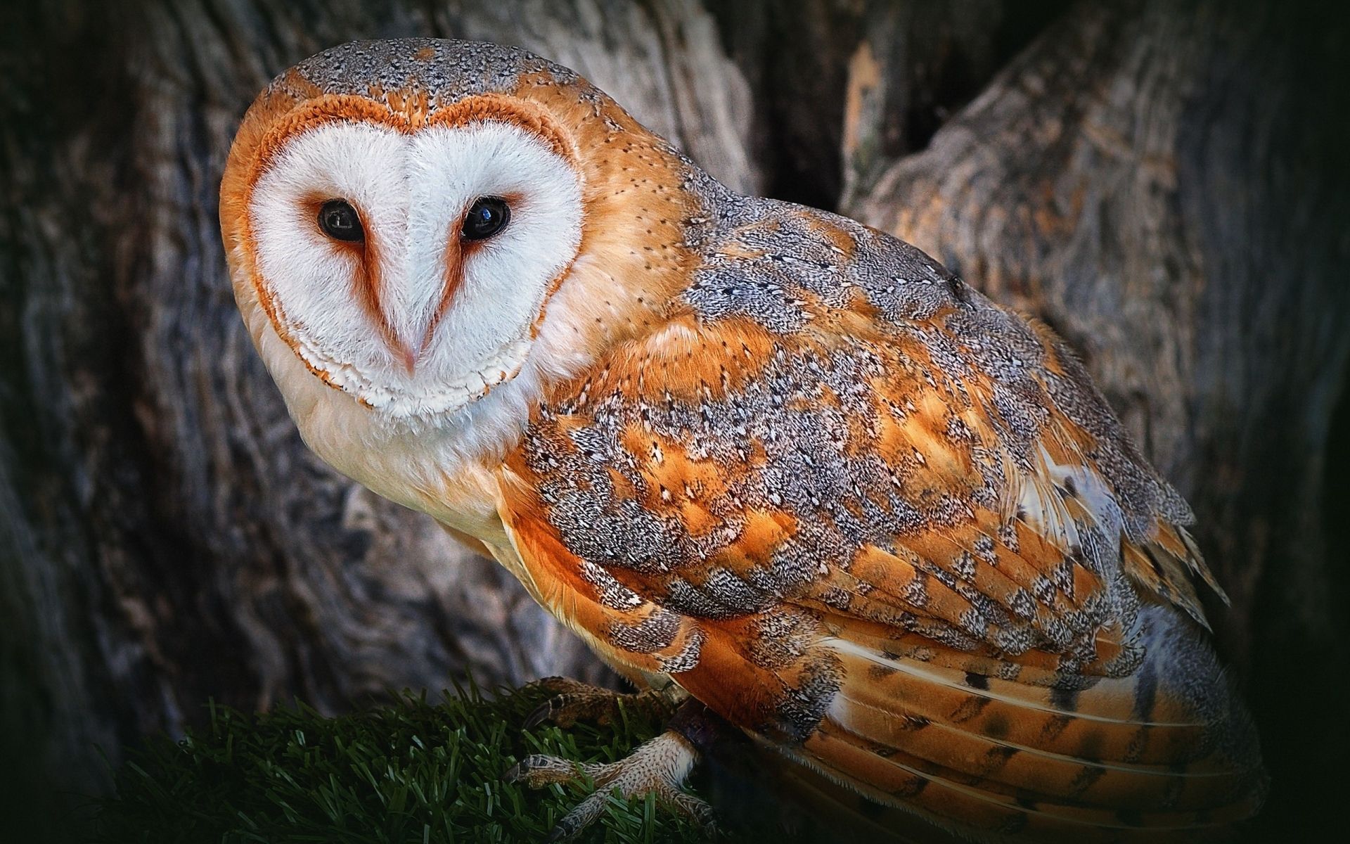 Barn Owl Wallpaper Hd - Beautiful Owls , HD Wallpaper & Backgrounds